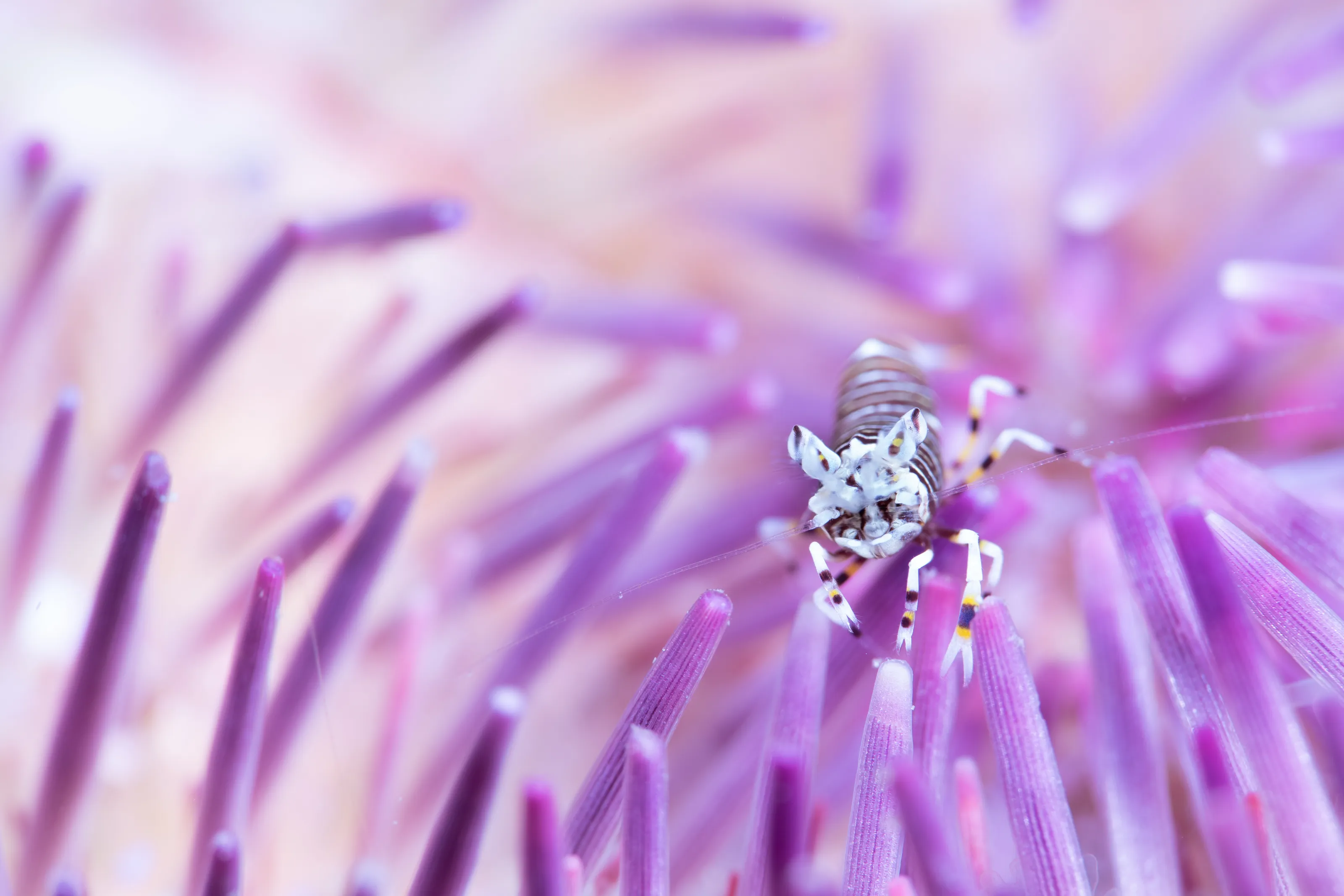 G americanum on Sea Egg