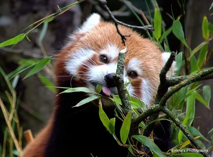 Cheeky panda