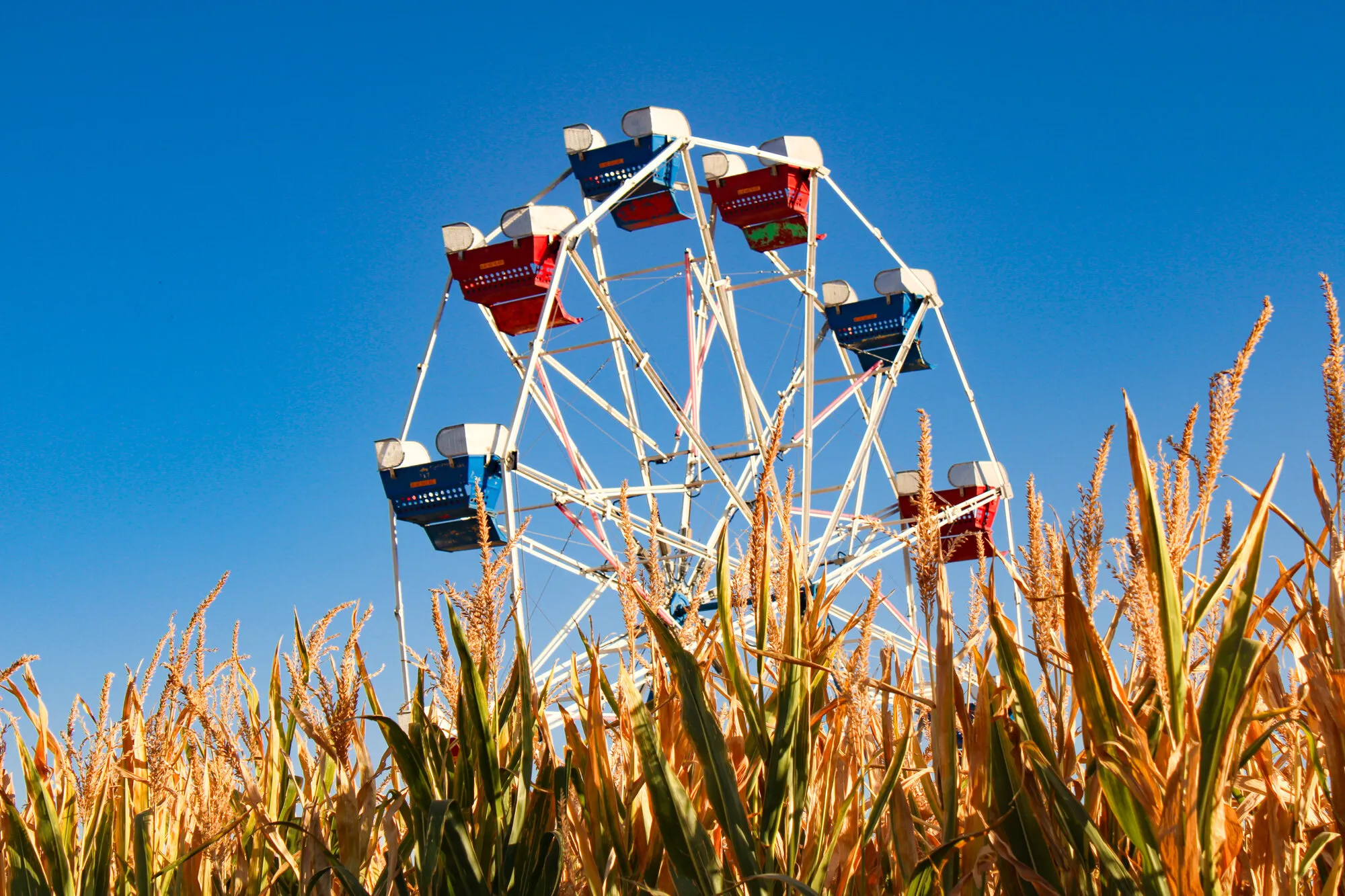 Corn Maze Ride