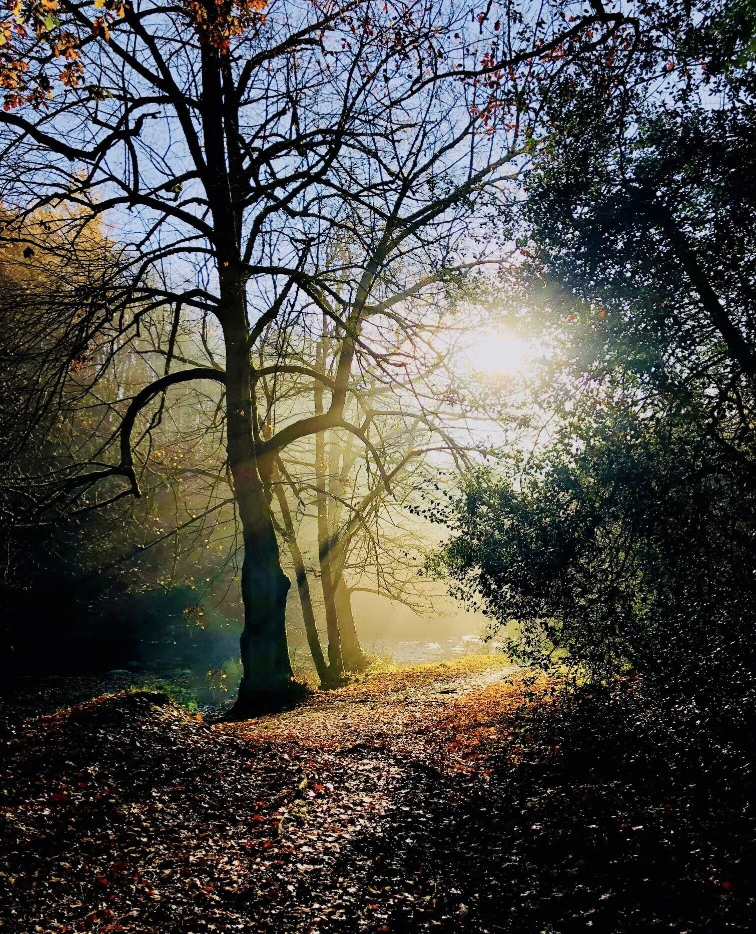 Sun rays through autumn trees