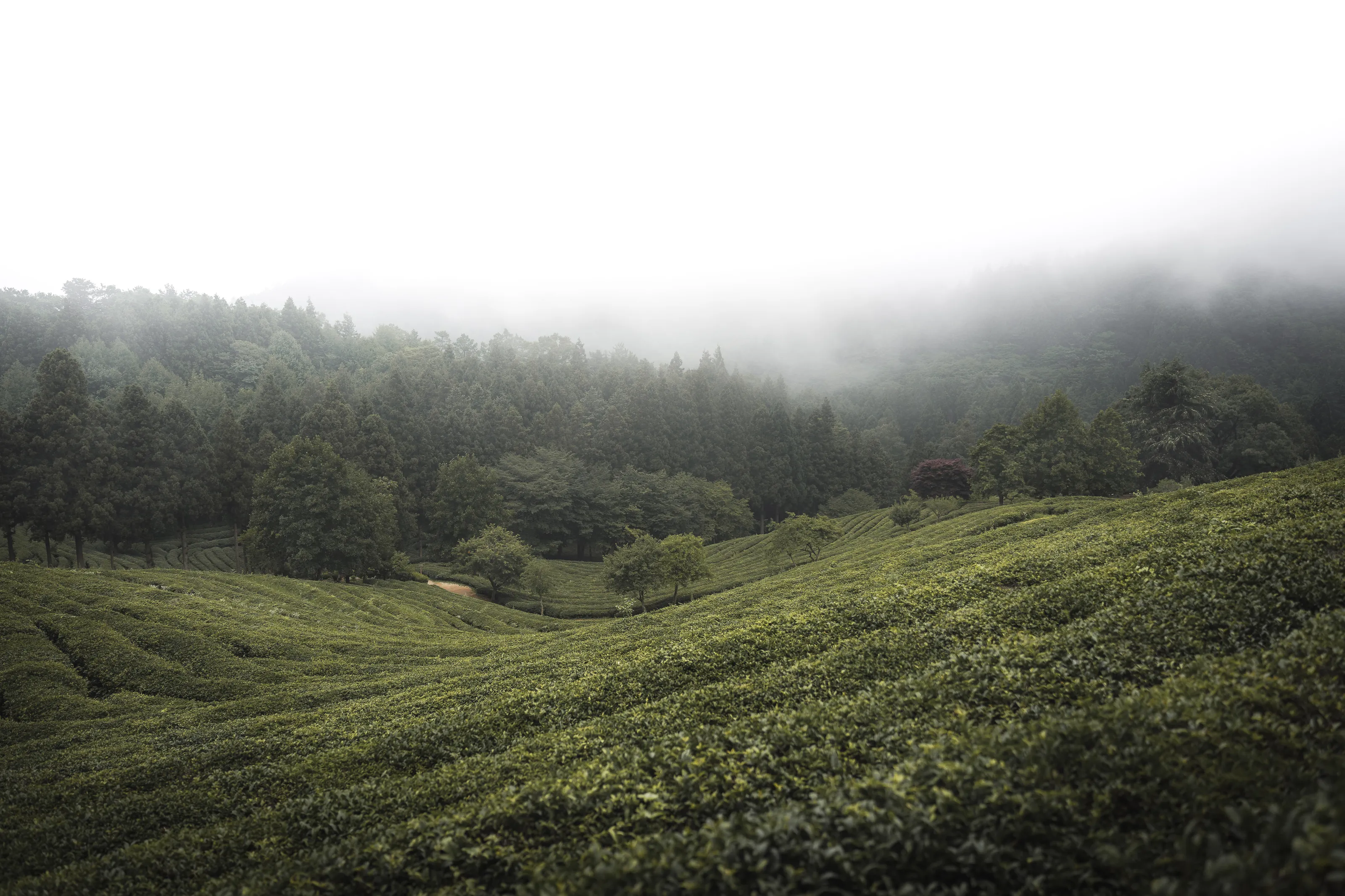 Tea below the clouds