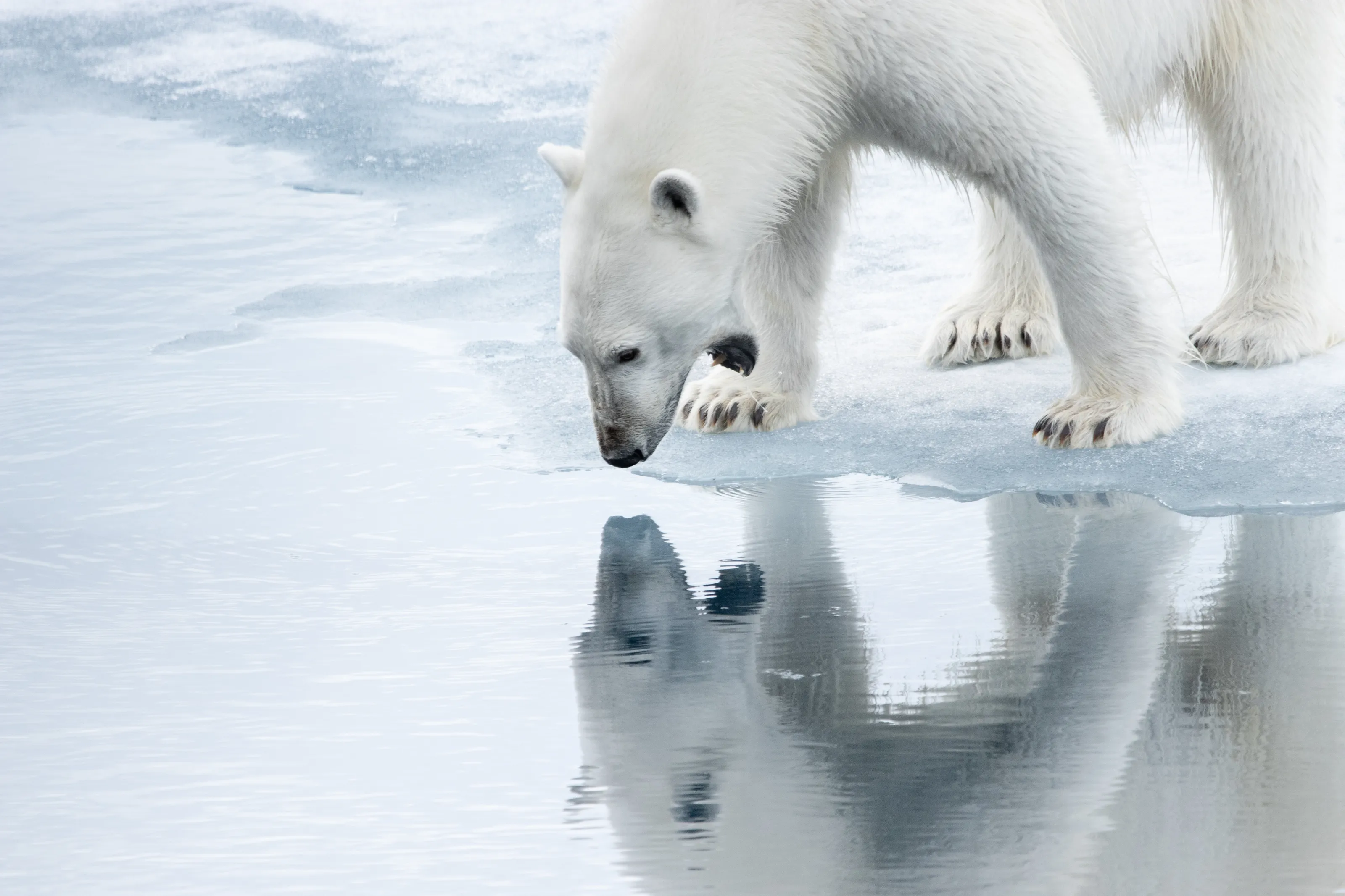 A Polar Bear’s Moment