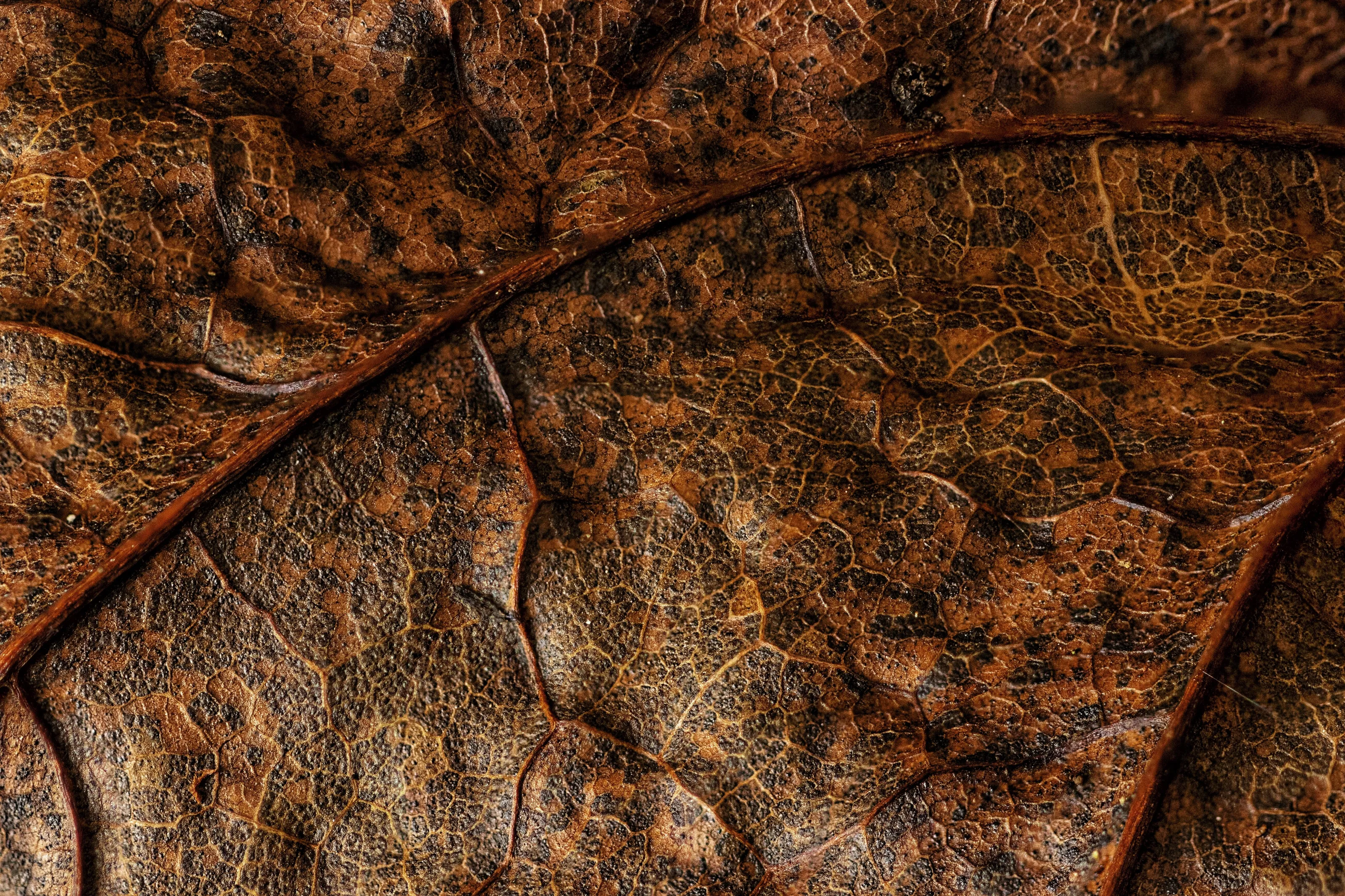 Oak Leaf