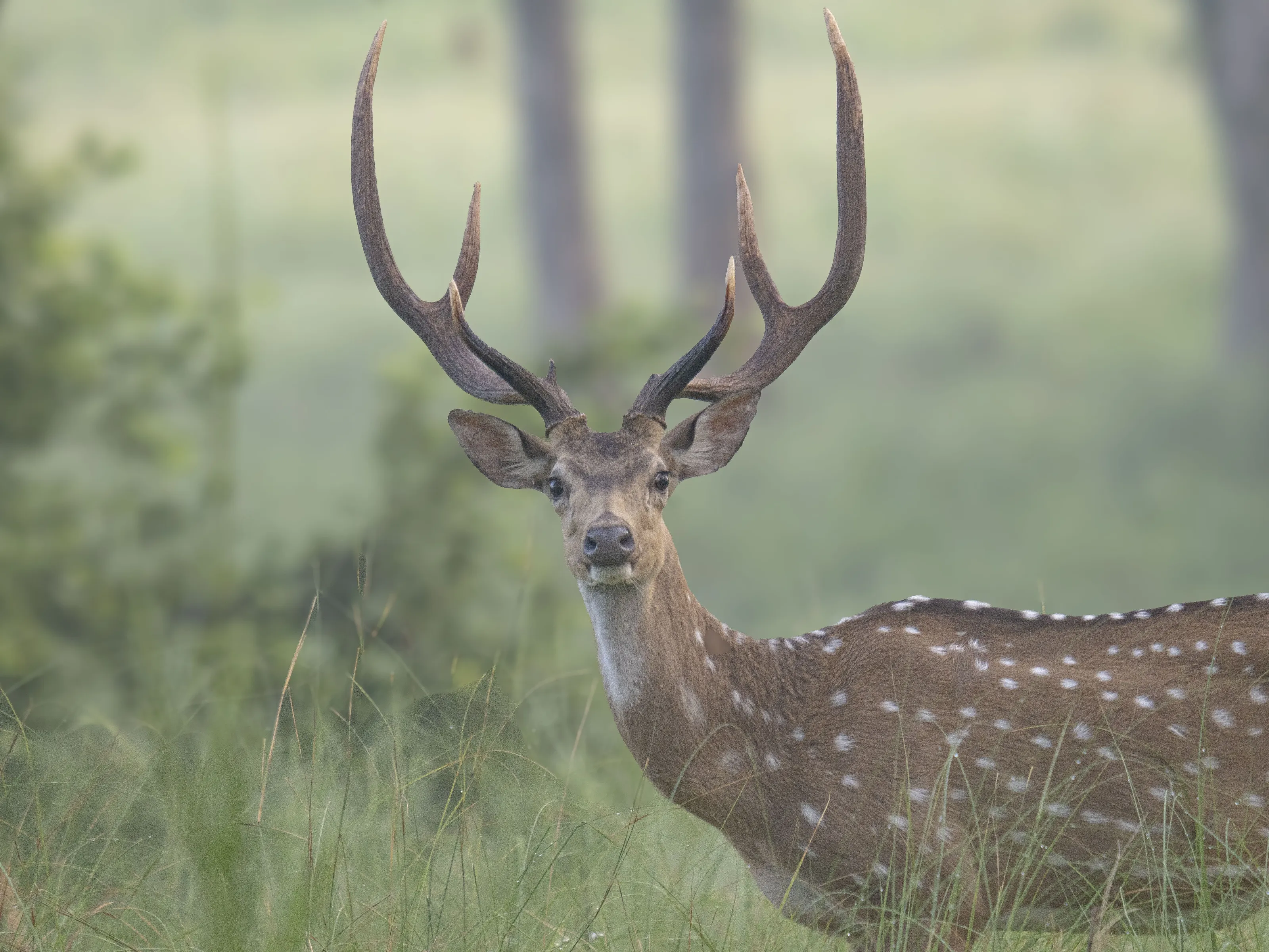 A Staring Chital
