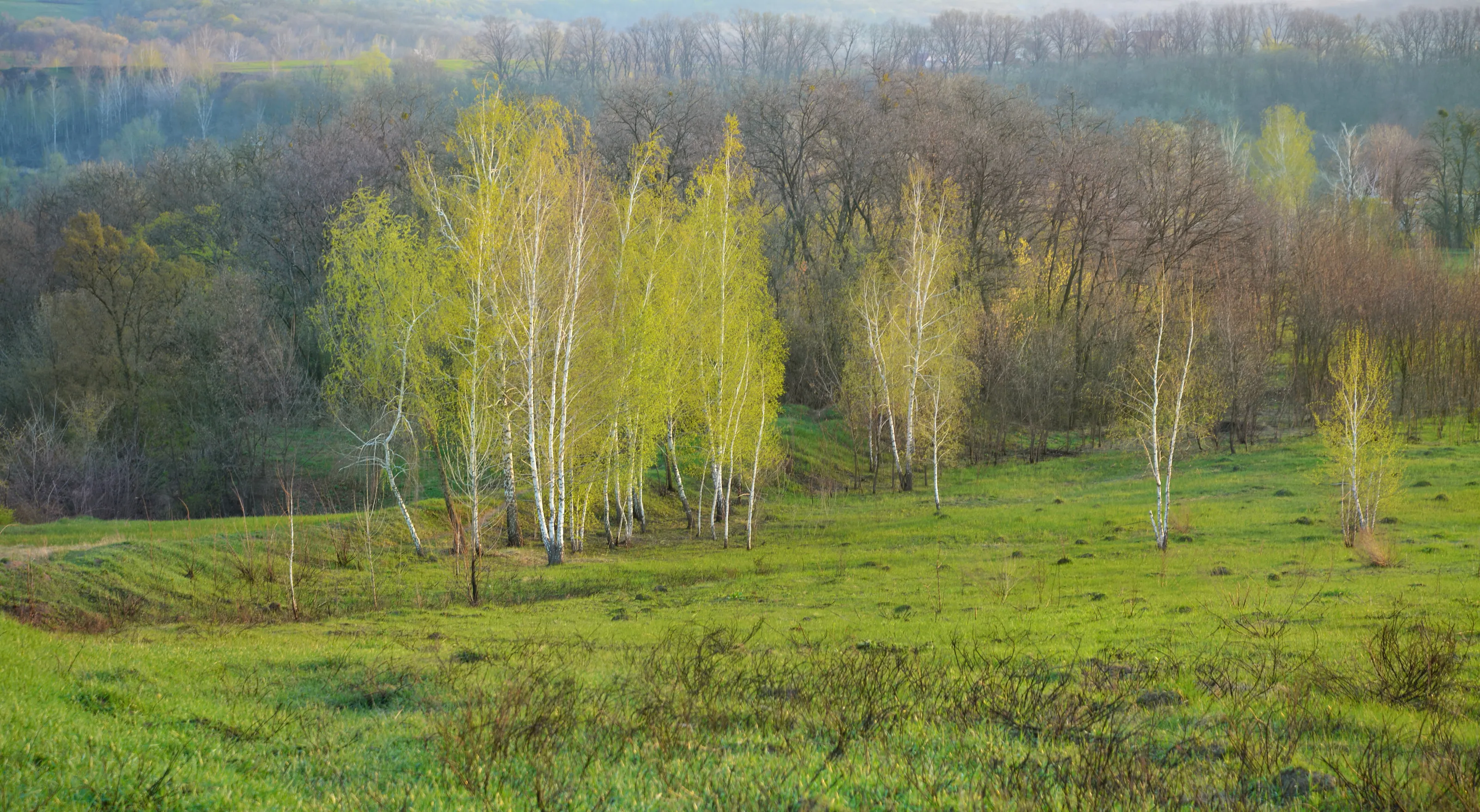 Spring landscape