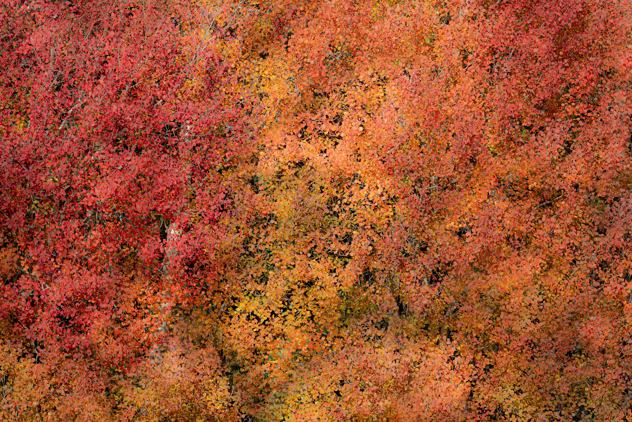 Yellow and red leaves in autumn