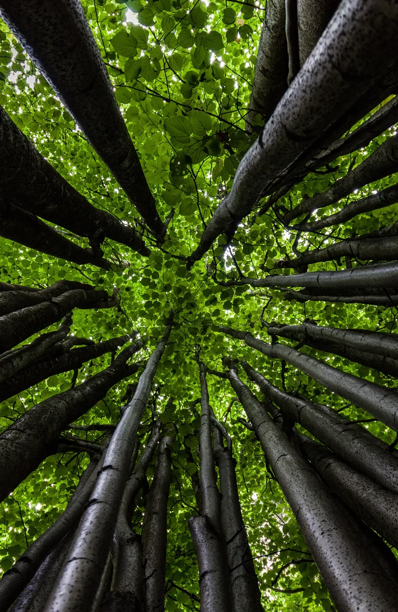 Entry 1871027