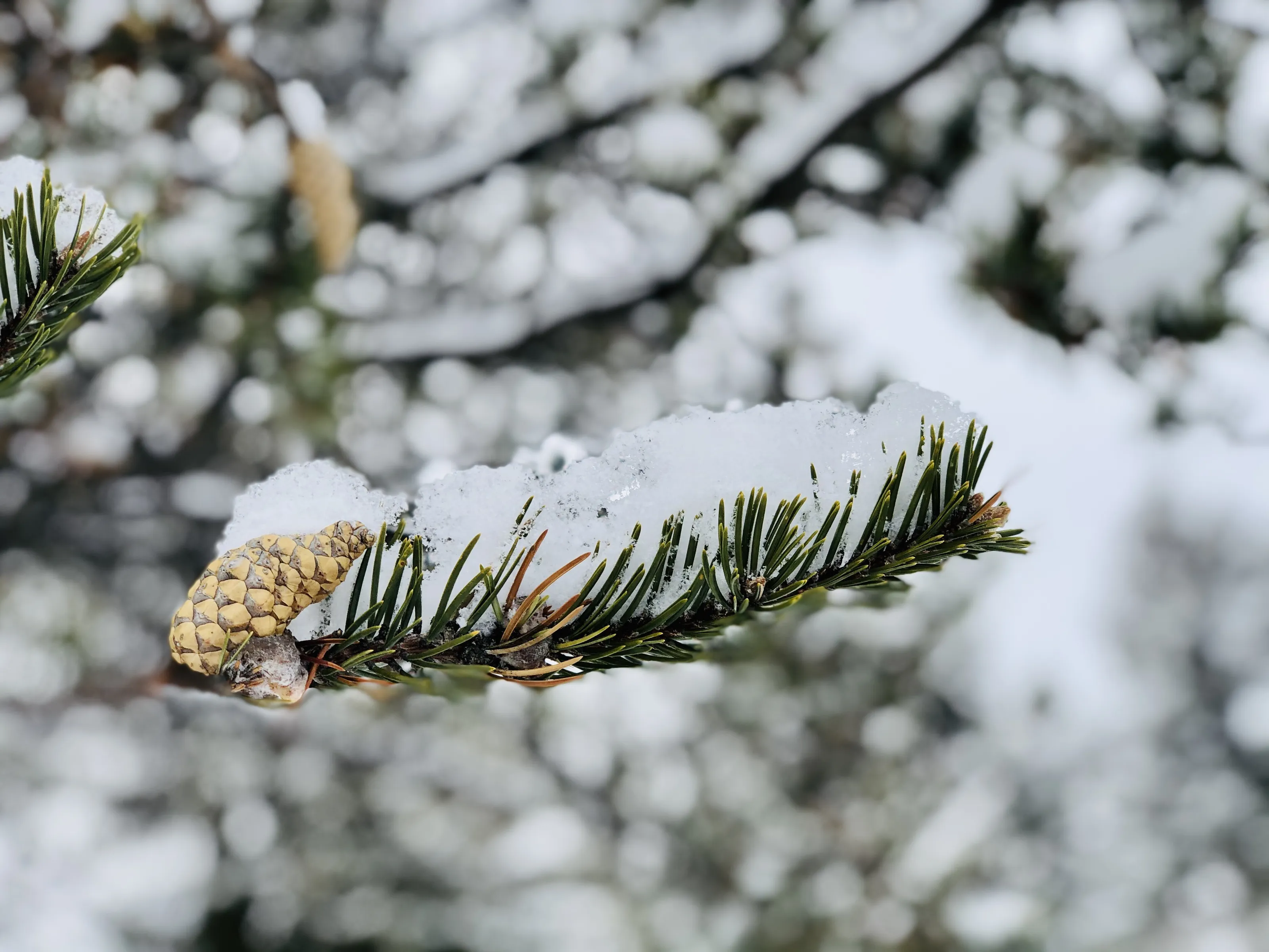Snow pine tree