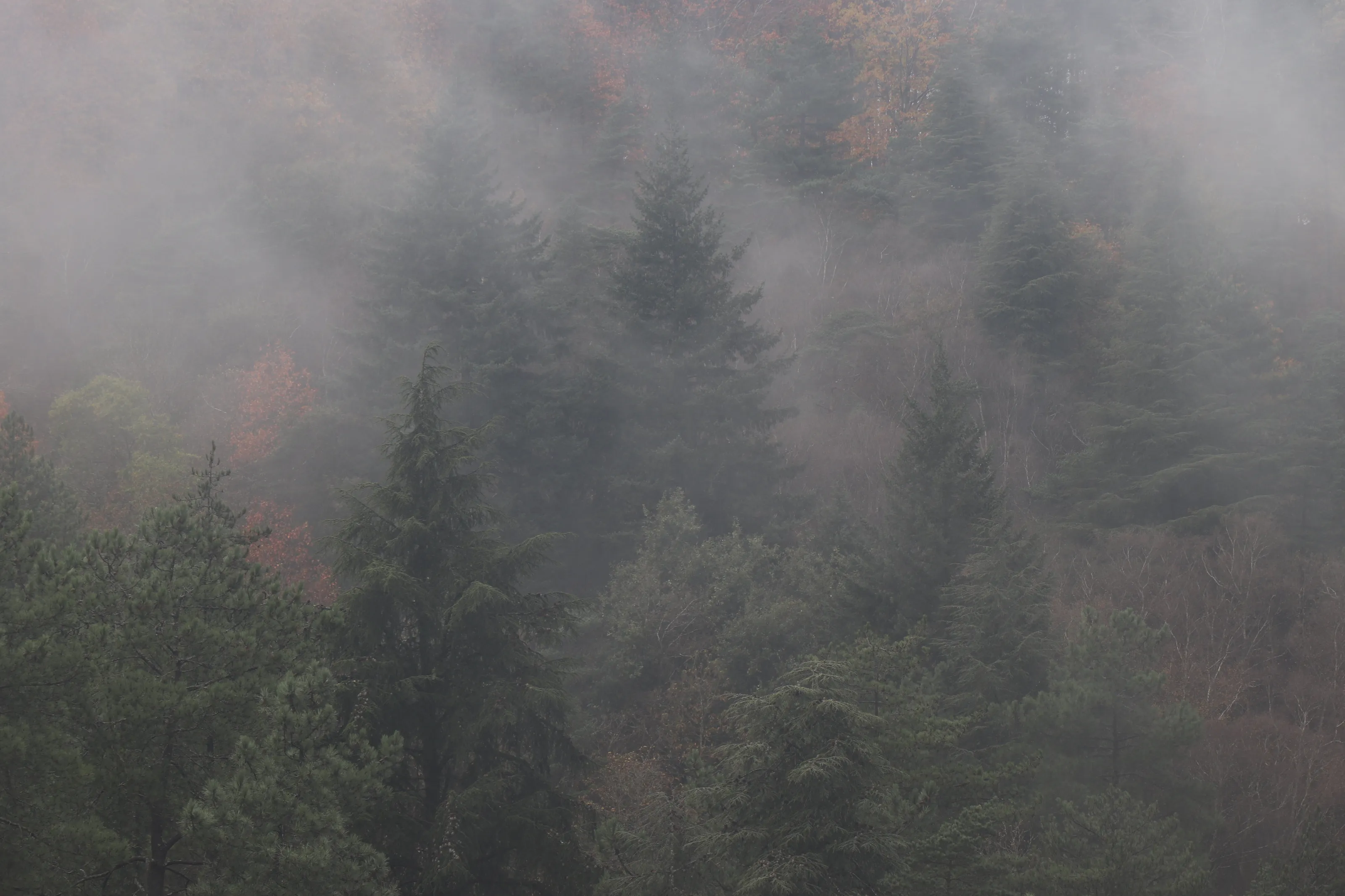 Misty Forest