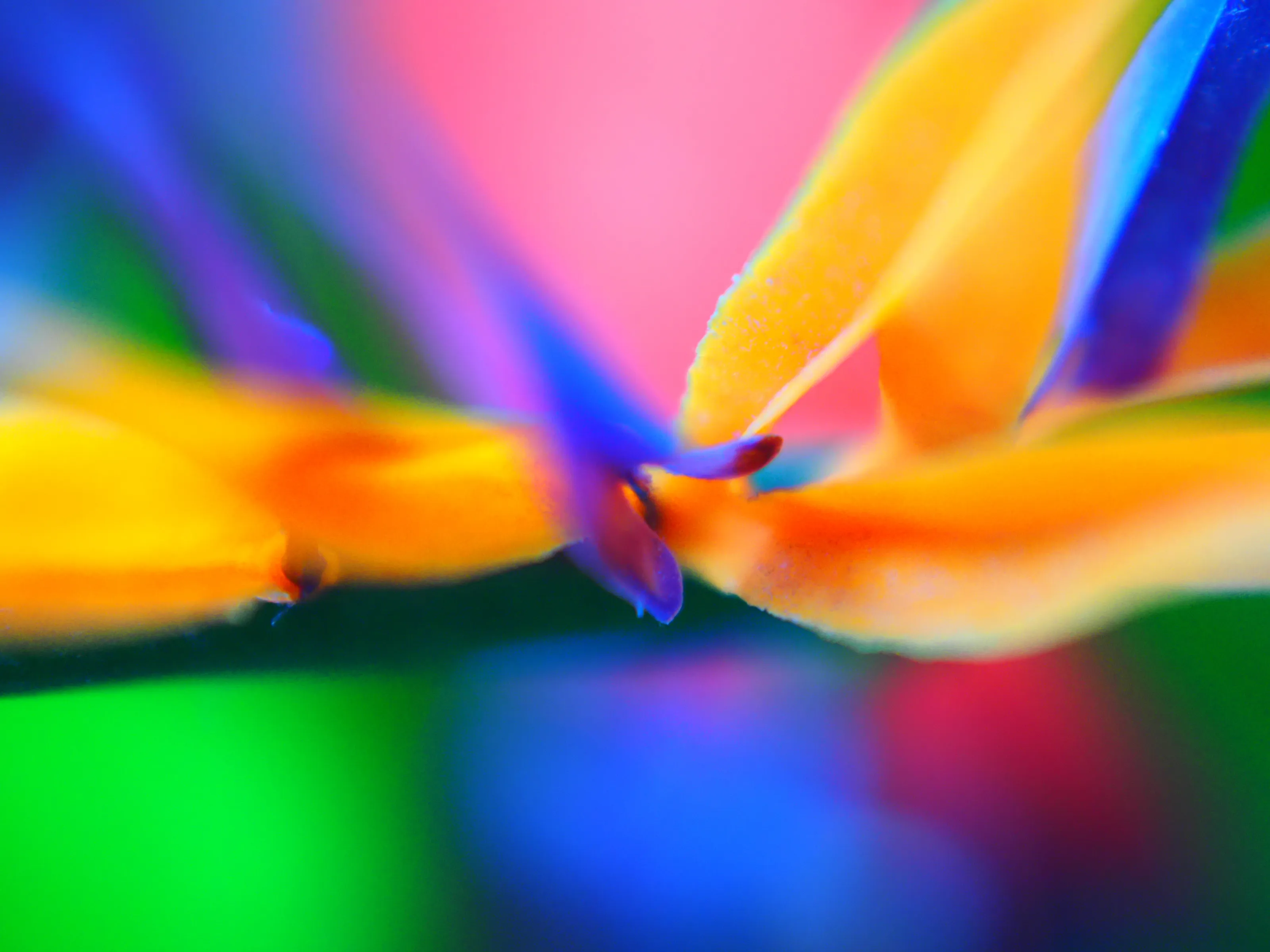 A flower