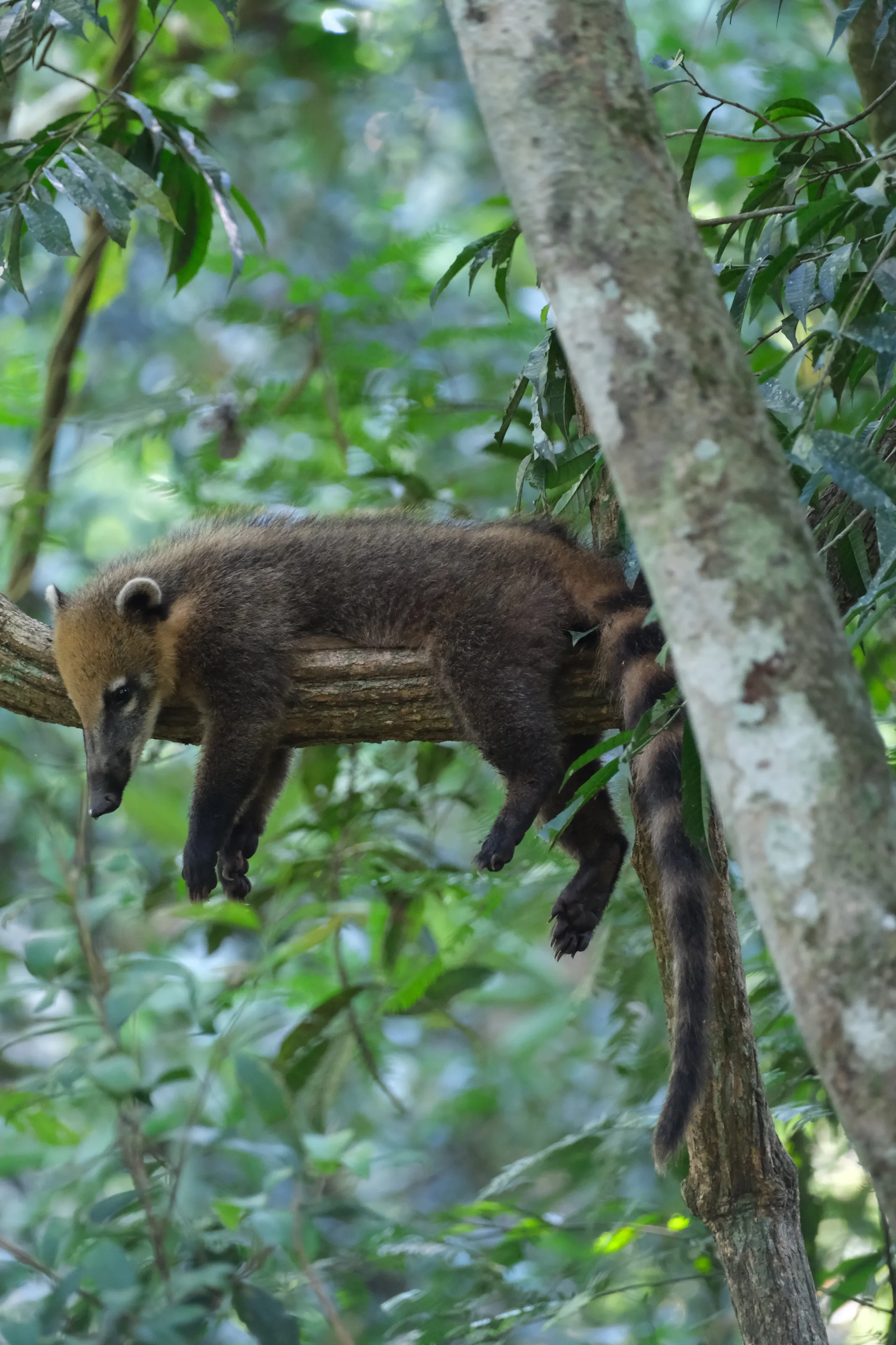Relaxing on a branch