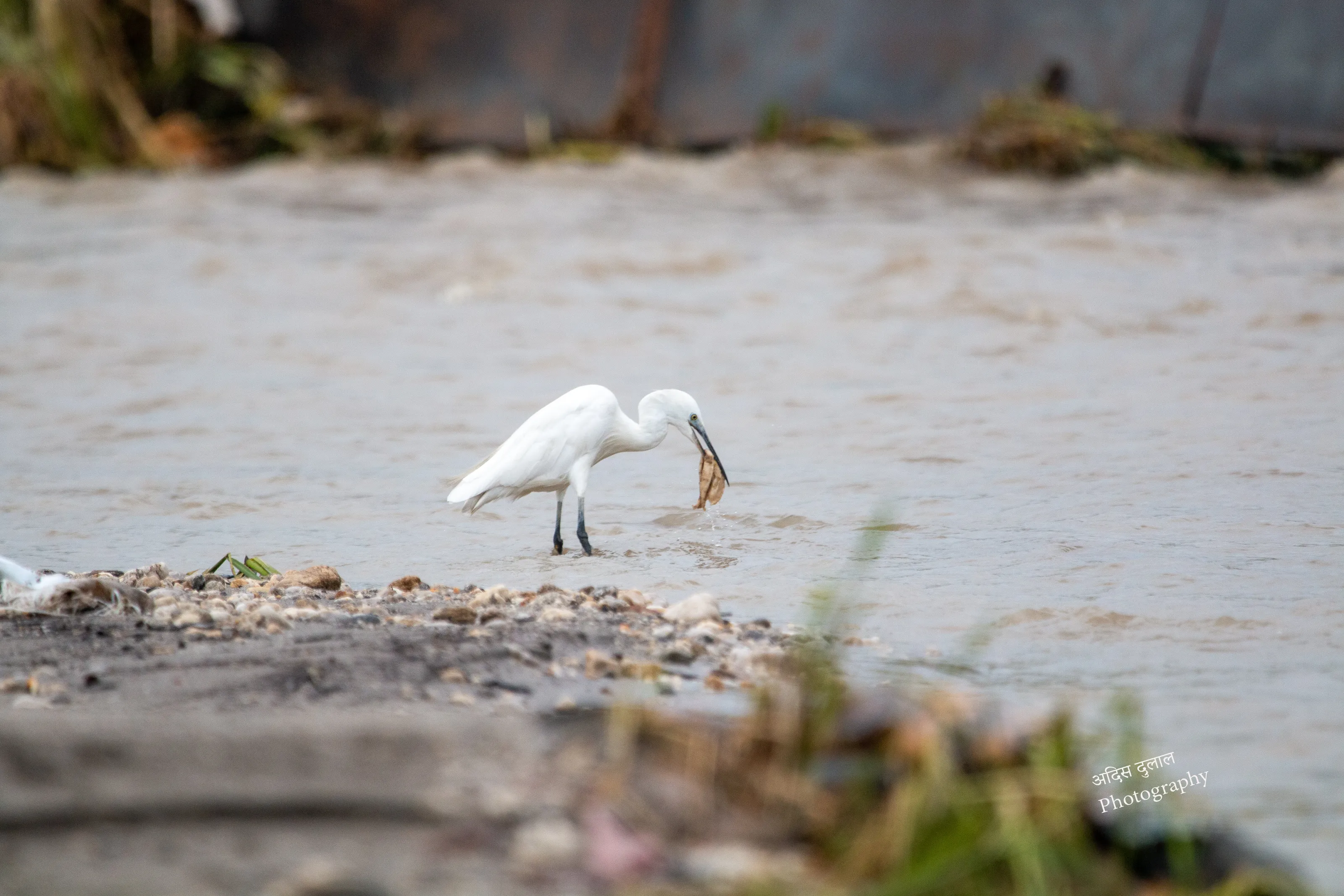 Pollution and birds