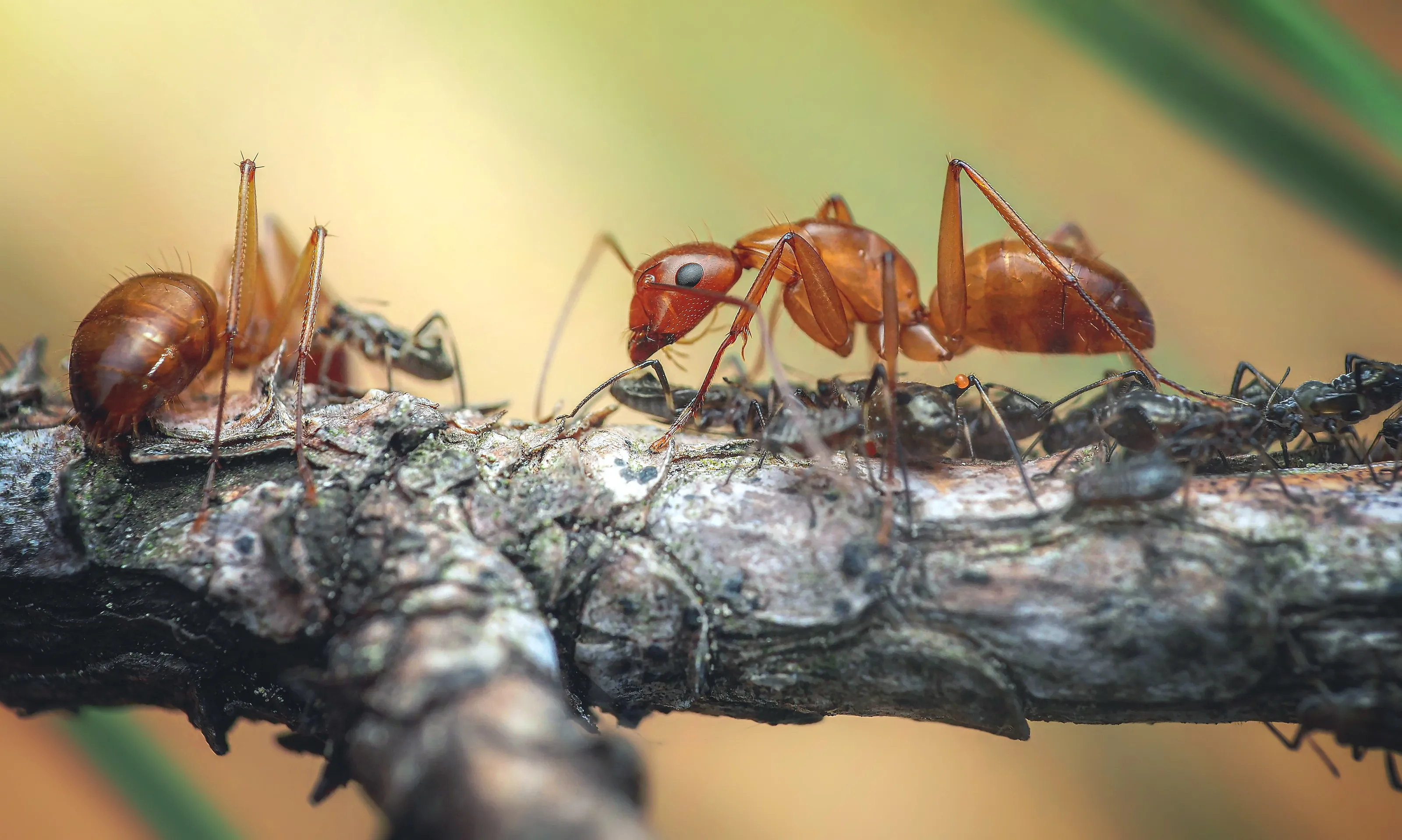 Chestnut carpenter ant (Camponotus castaneus)