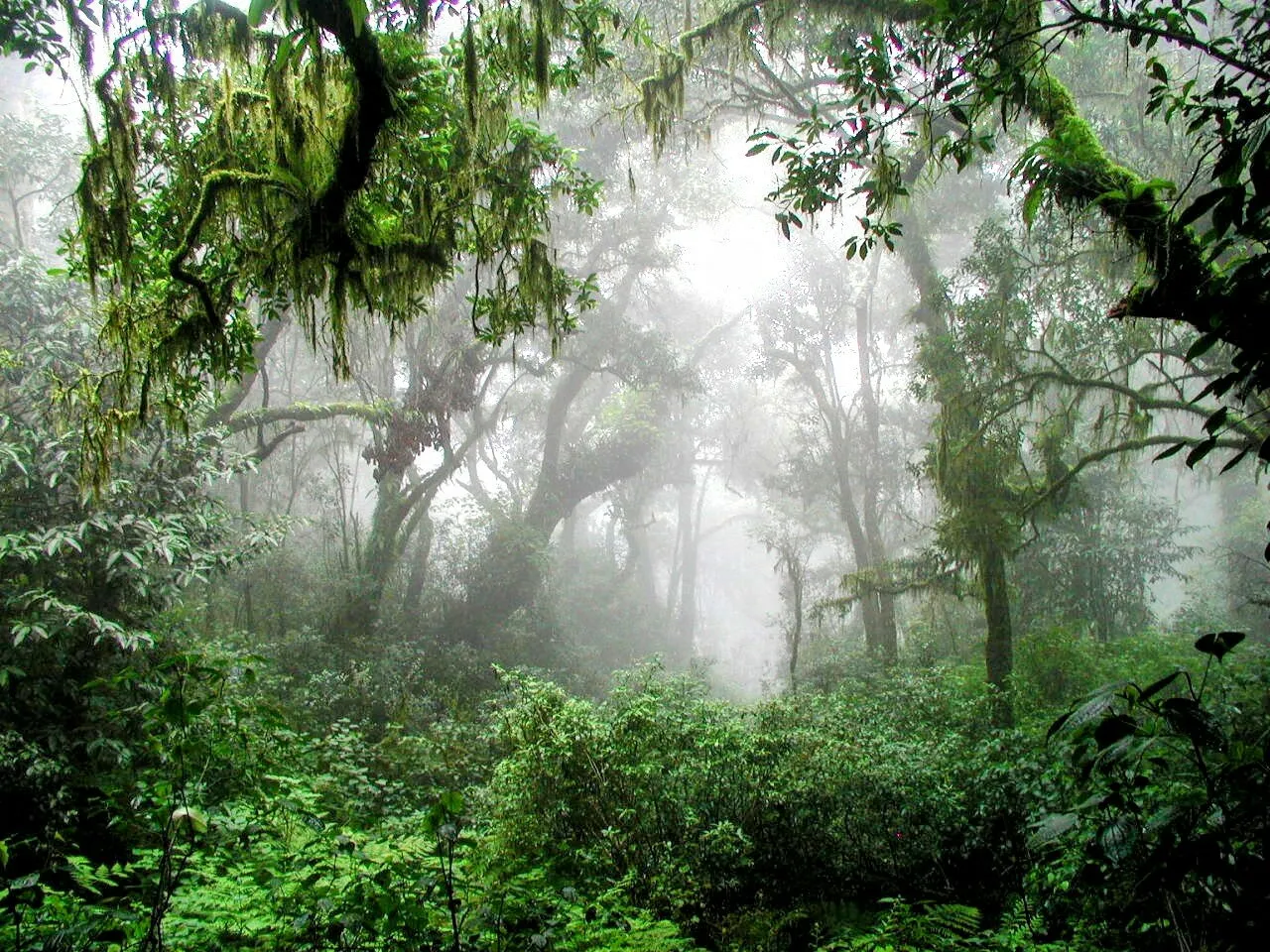 Misty forest