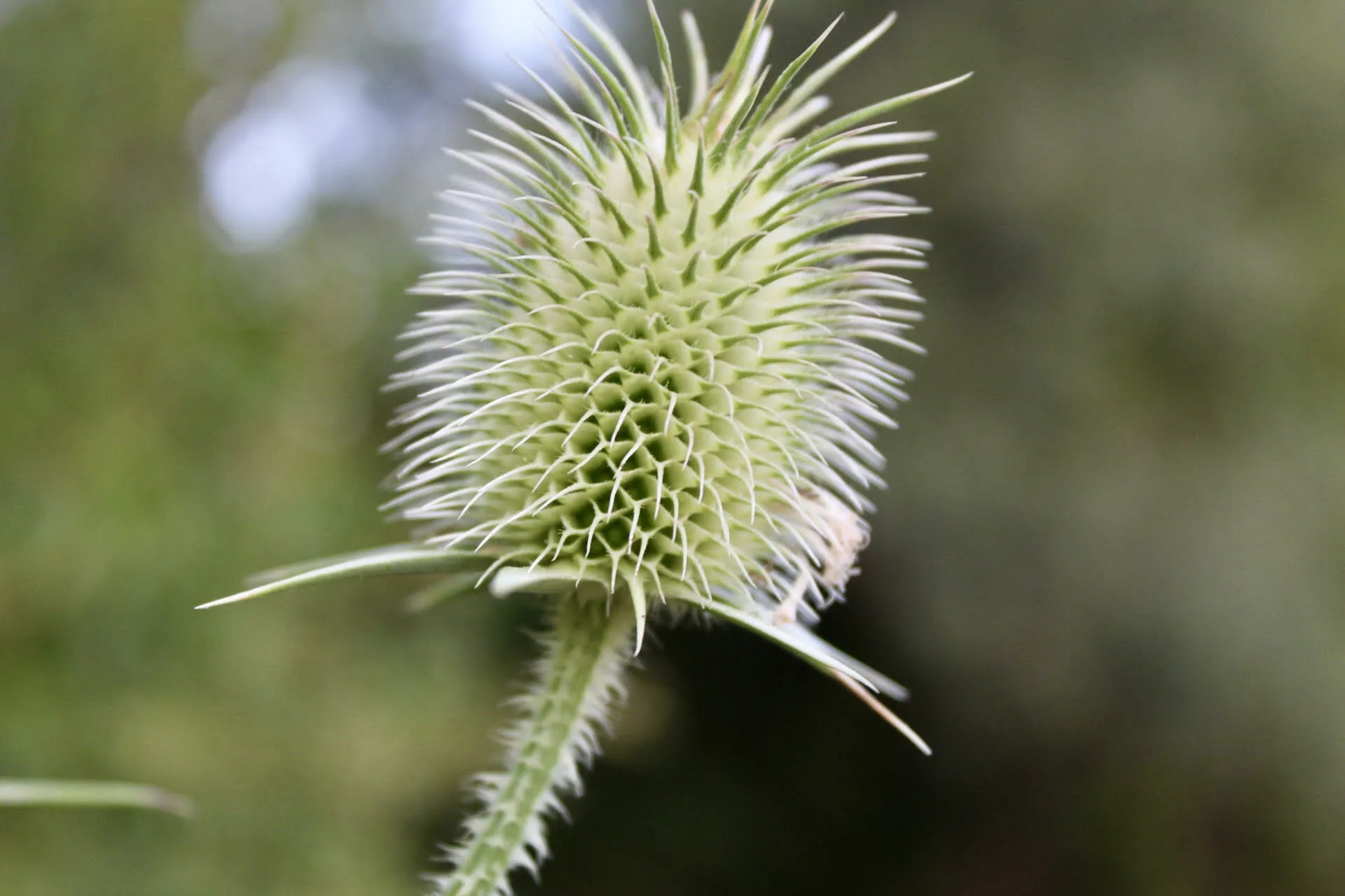 Dipsacus Laciniatus