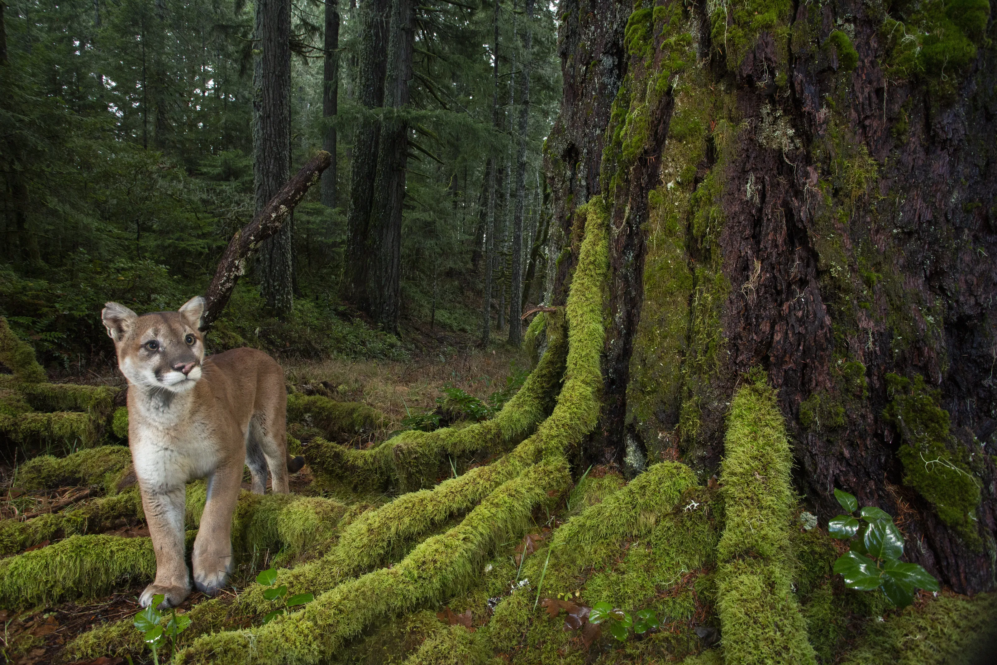 Mountain Lion in an Old-Growth Forest