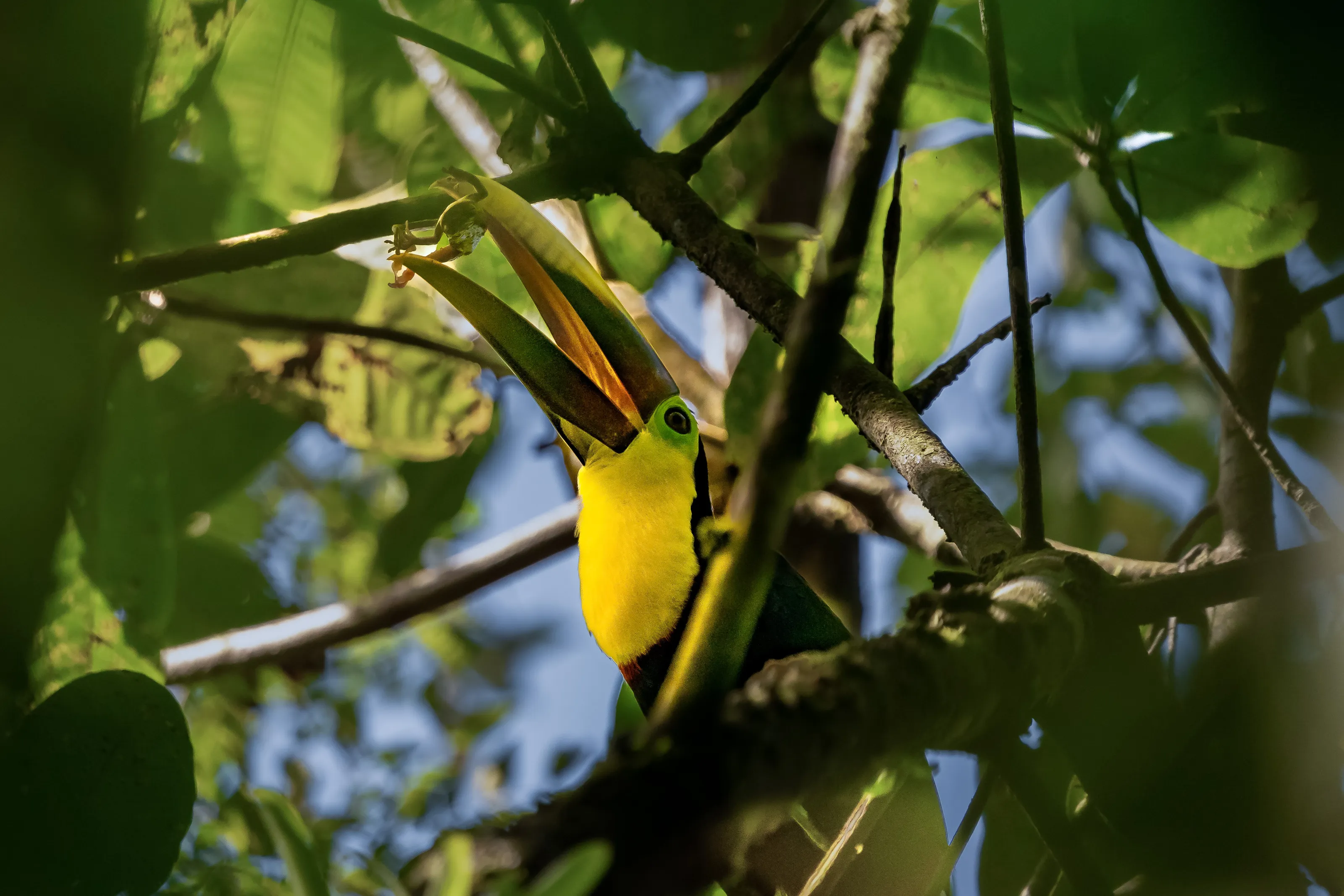 Jungle Feast
