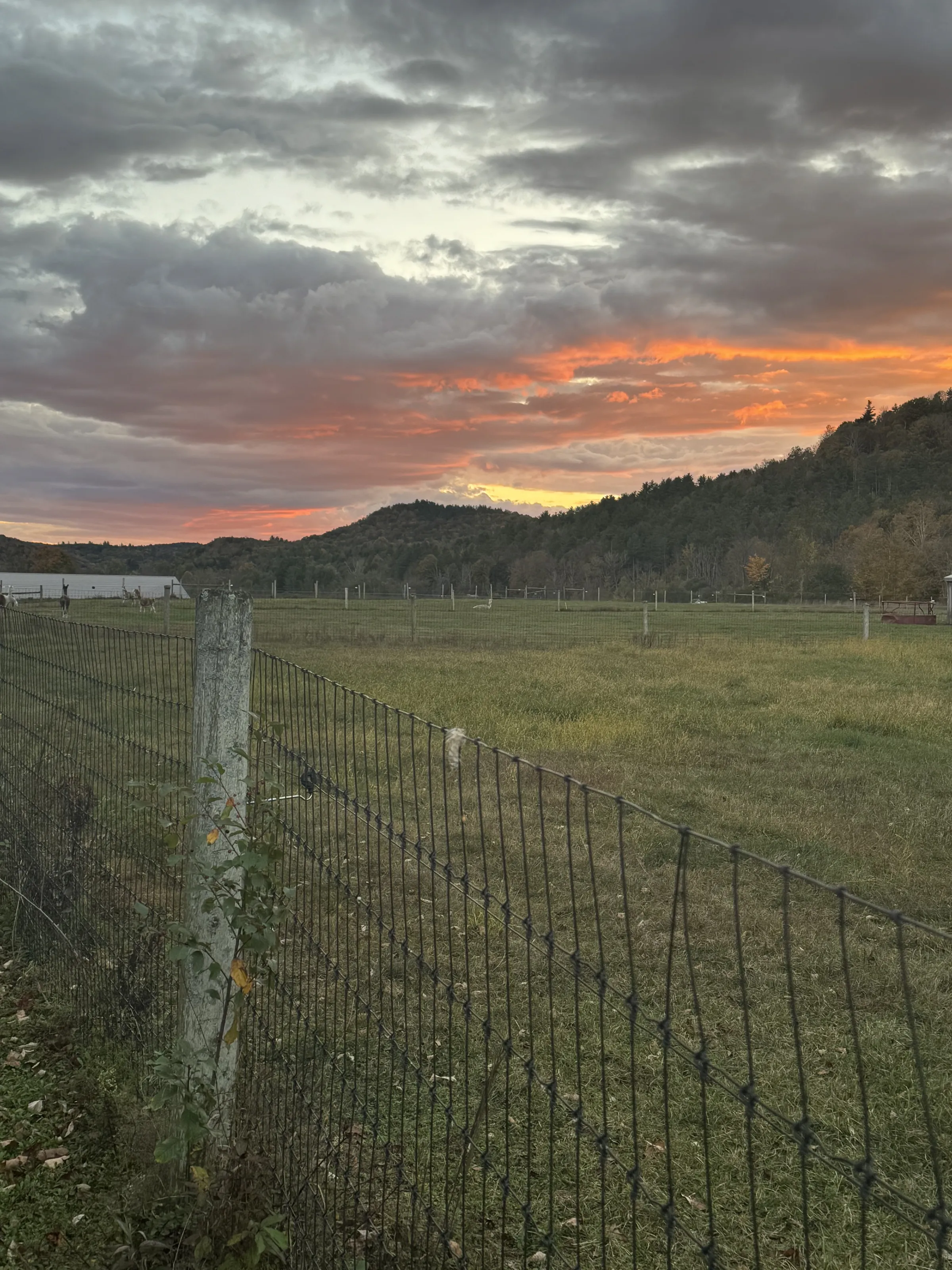 Sunset over pasture 9