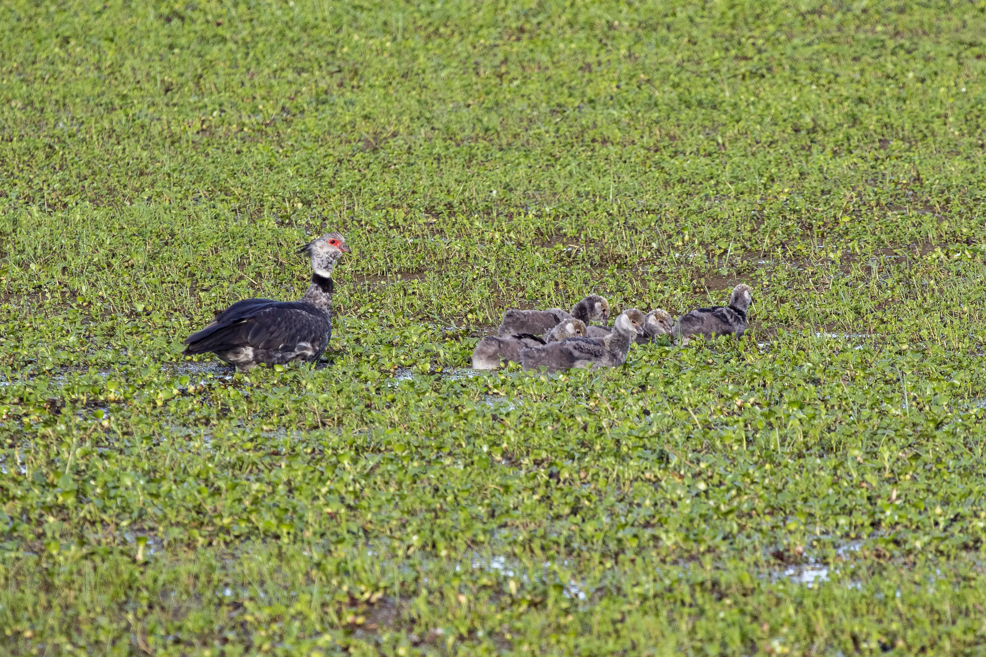 Family taking a stroll