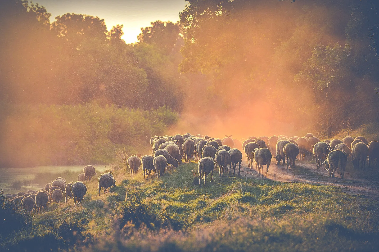 Walking in the dust