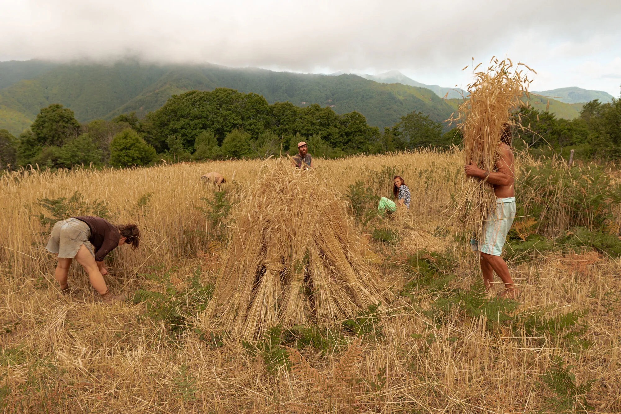The harvest