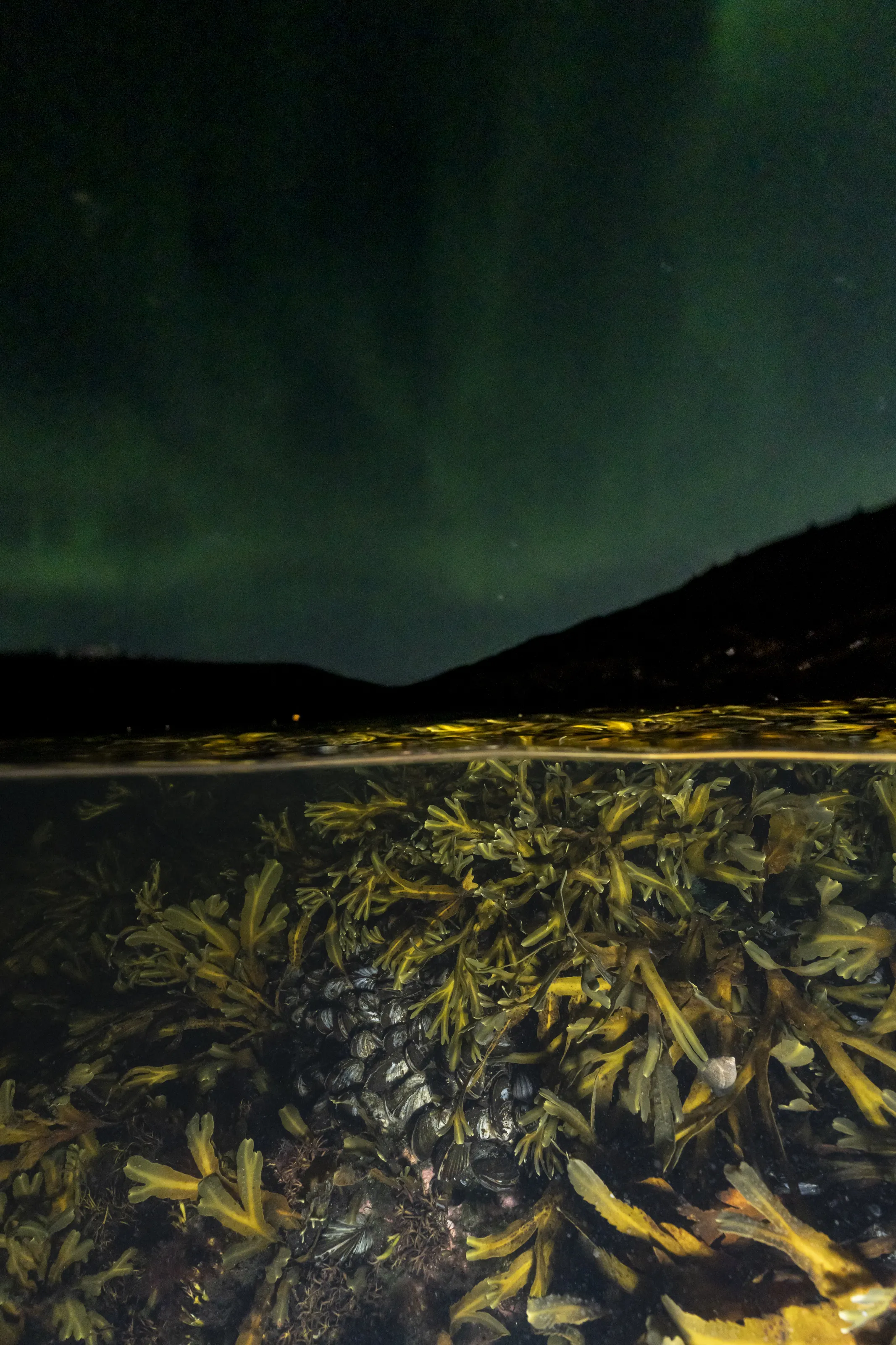 Northern light over algae and mussel