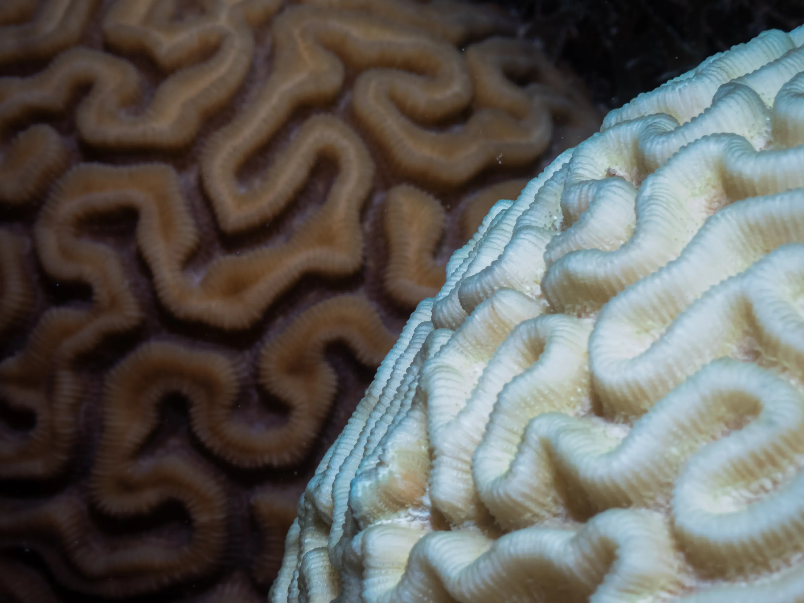 Coral Bleaching