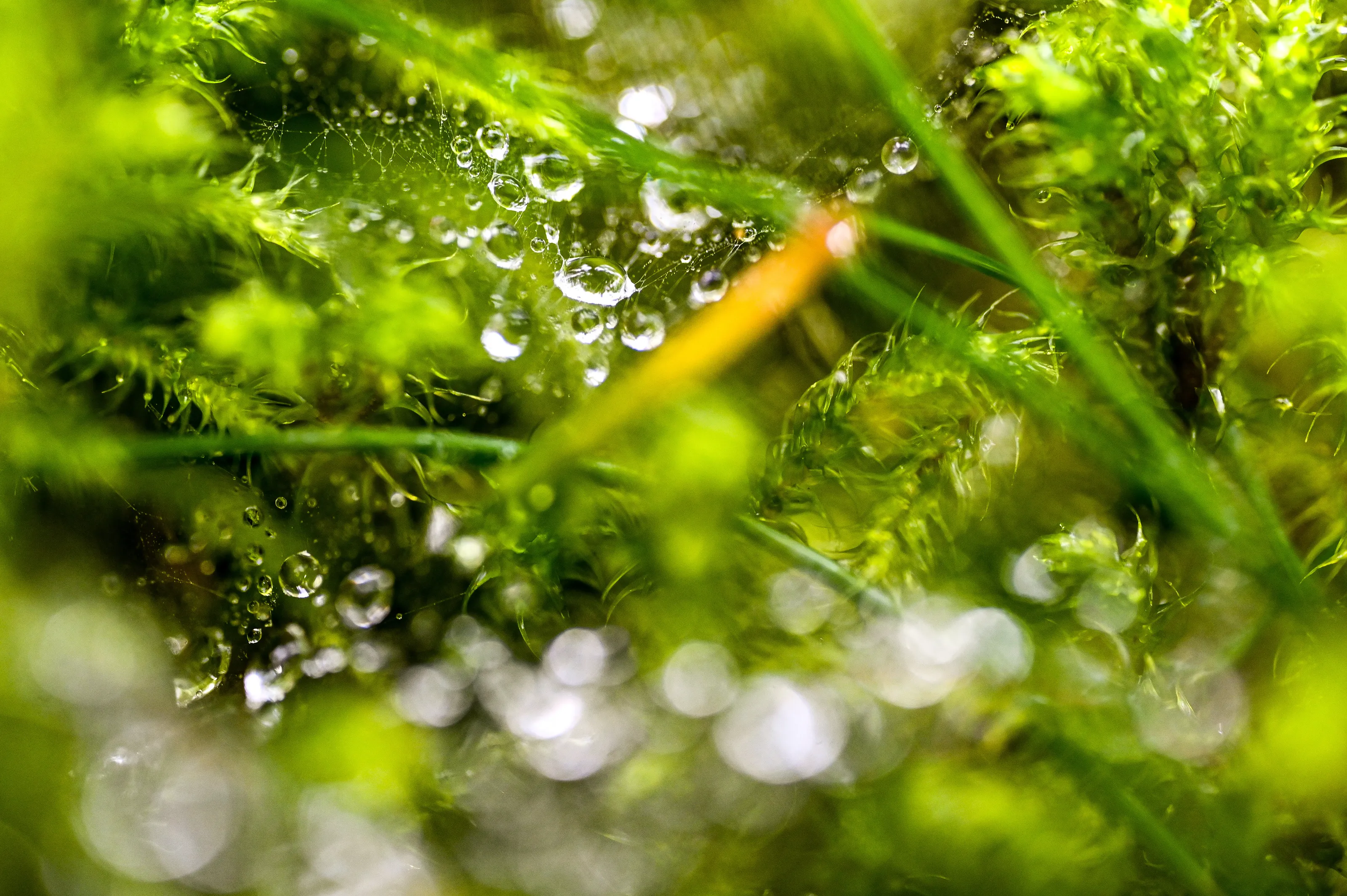 Nature abstraite