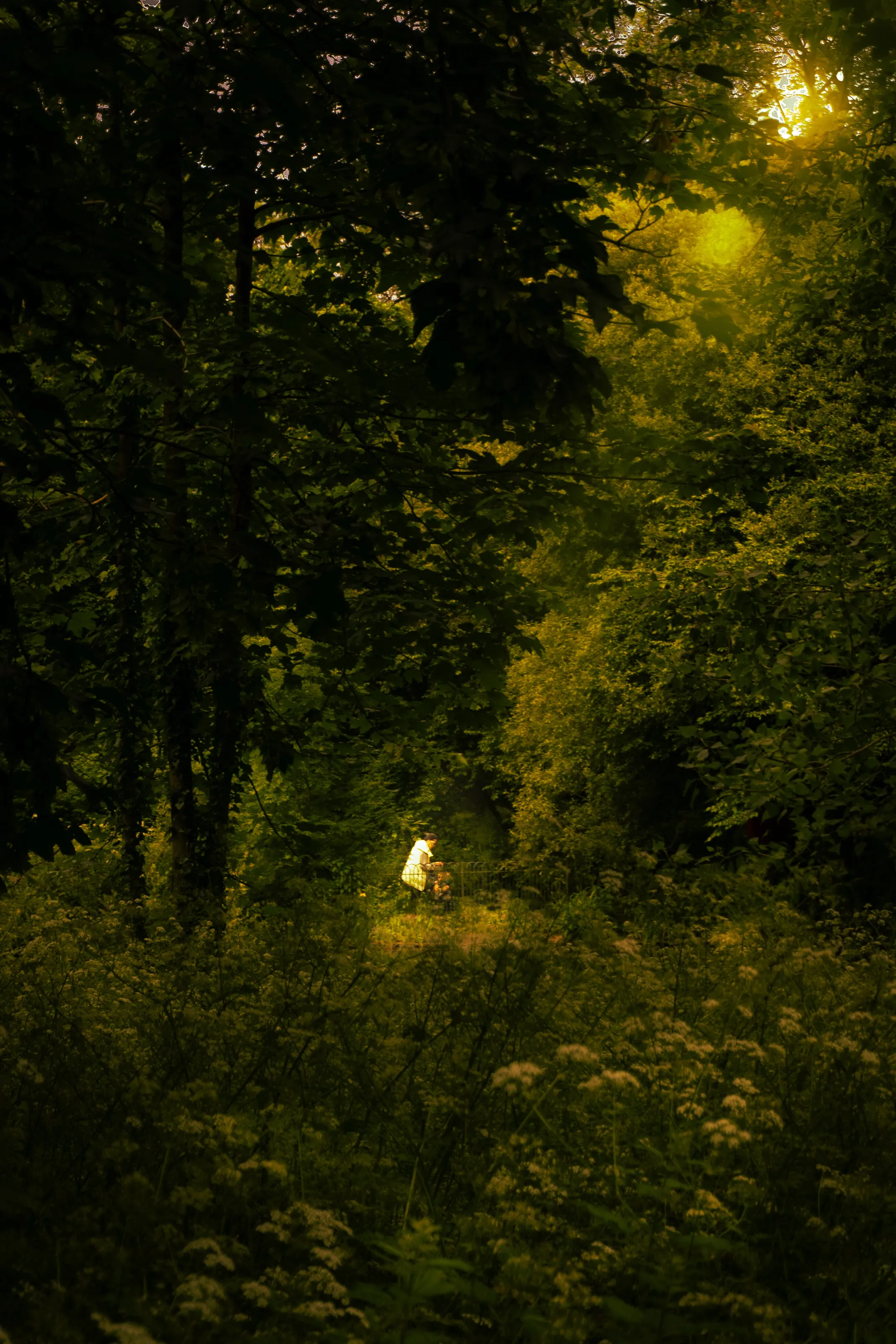 A Whisper In The Forest
