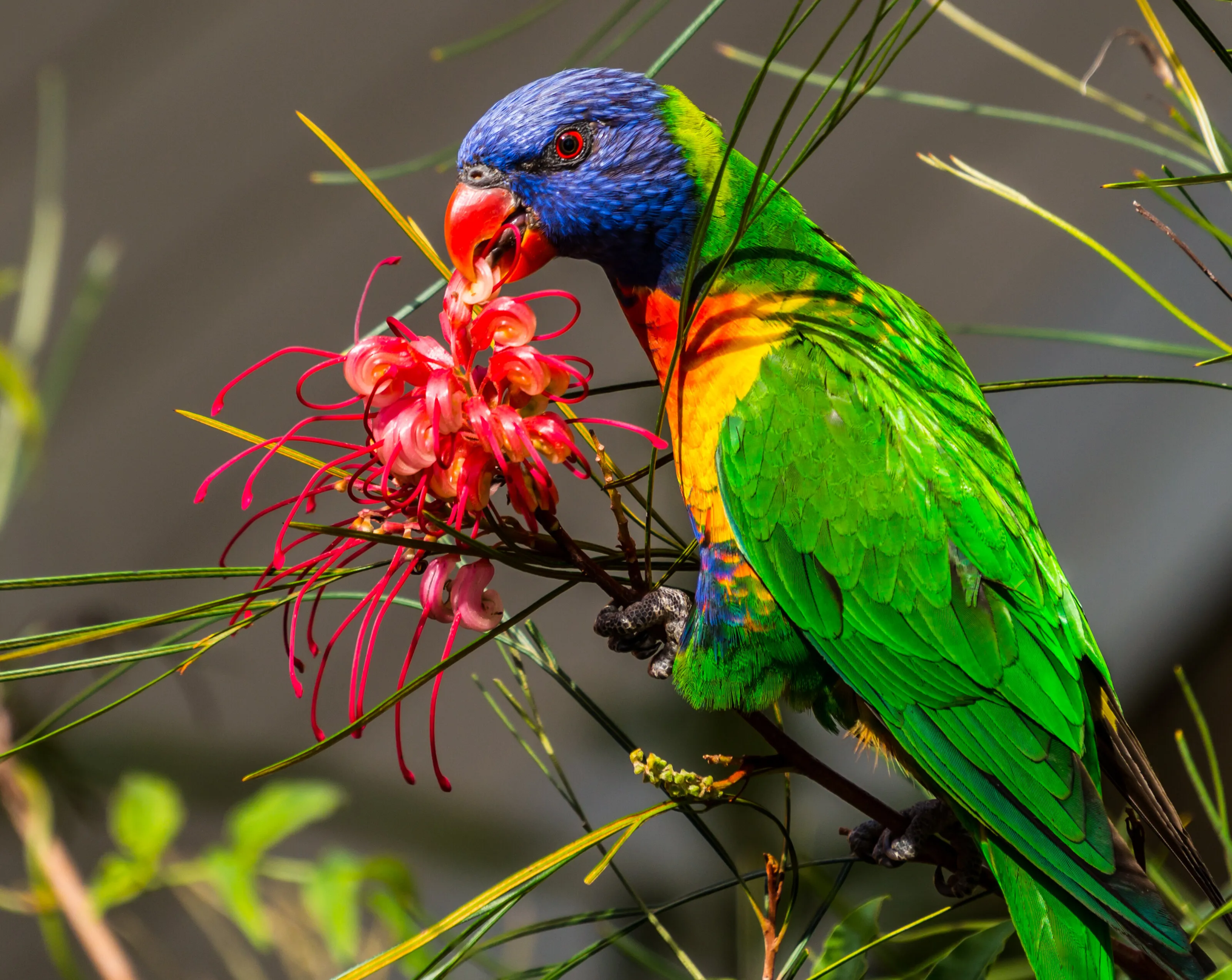 Rainbow Lorikeet