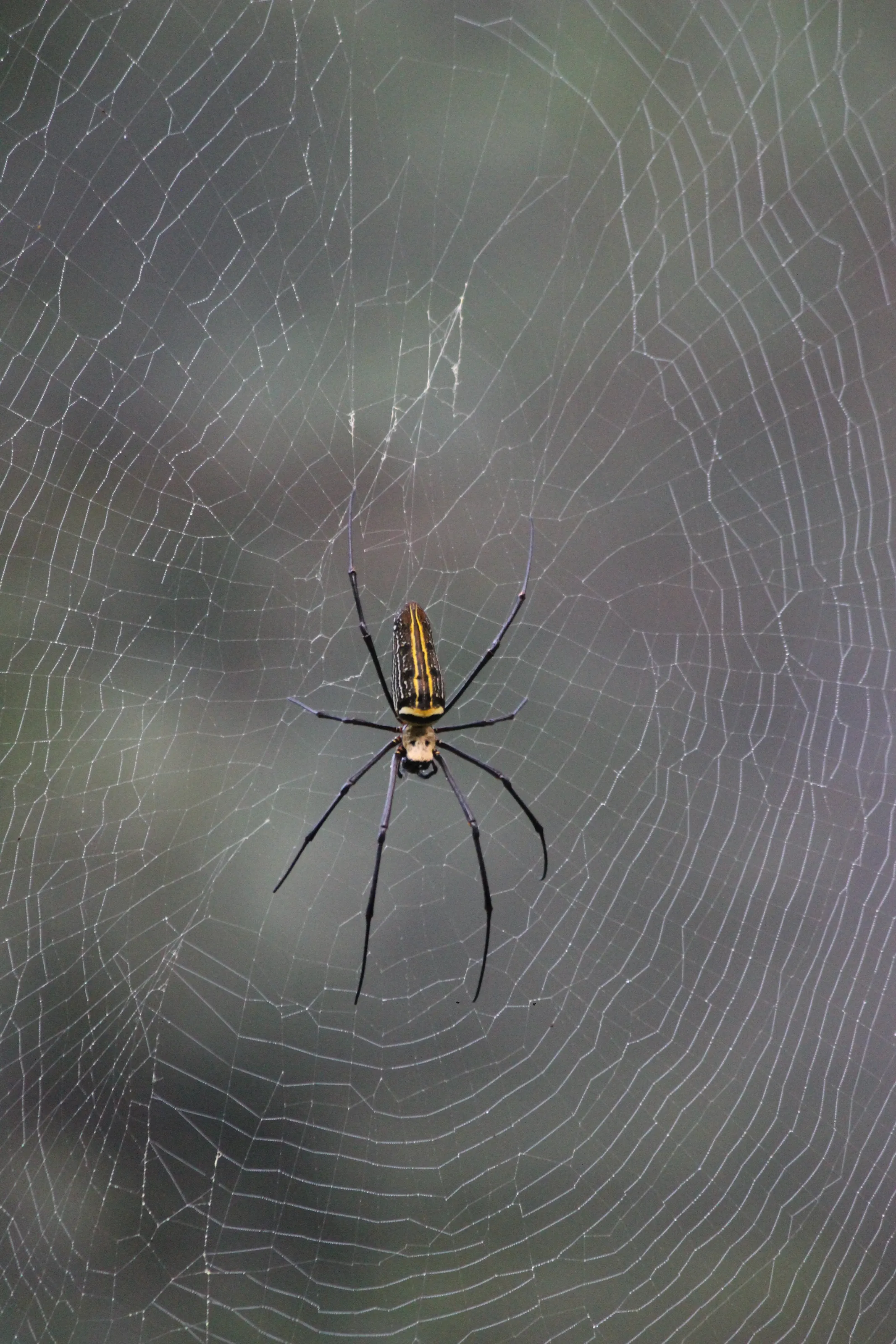 Spider-Nephila pilipes