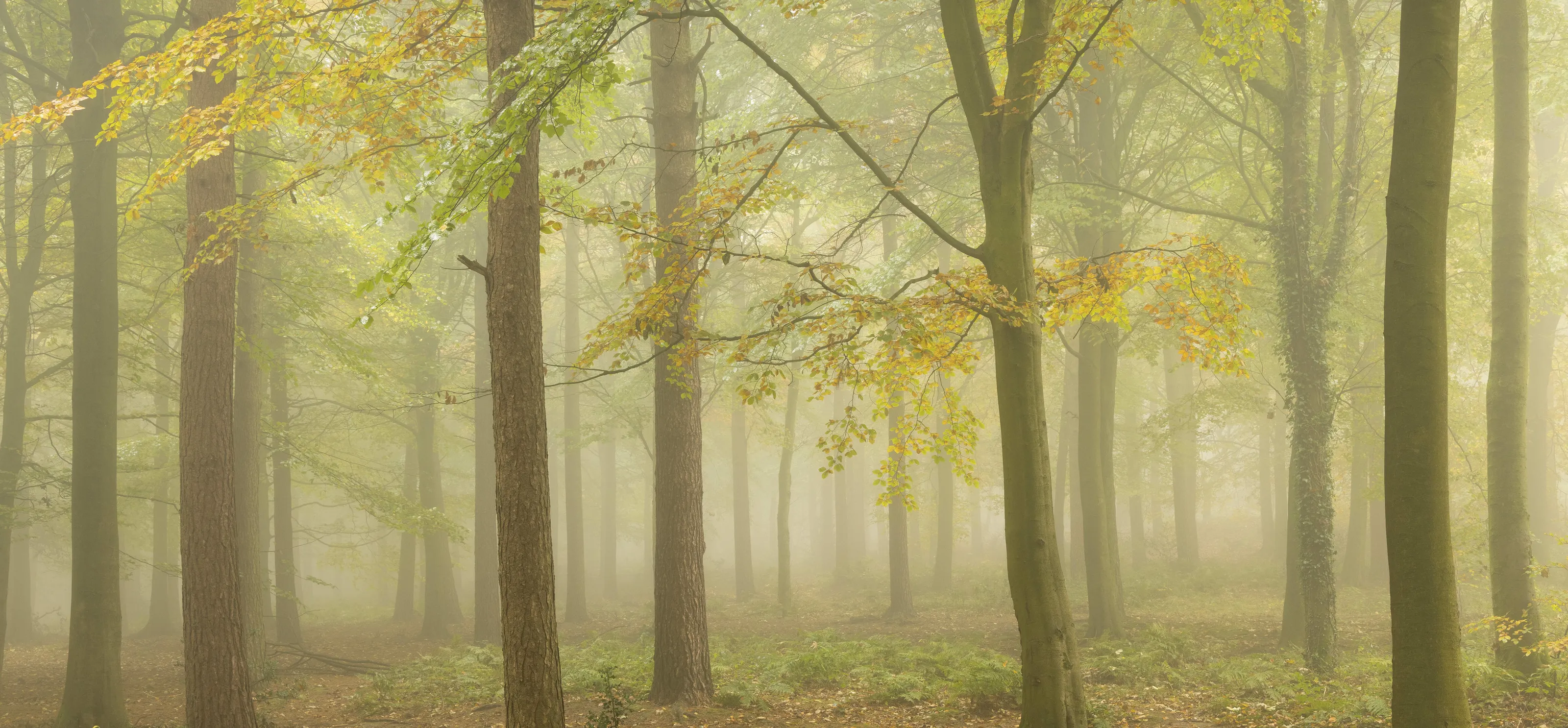 Woodland Mist