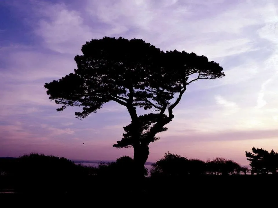 Sunset by New Forest
