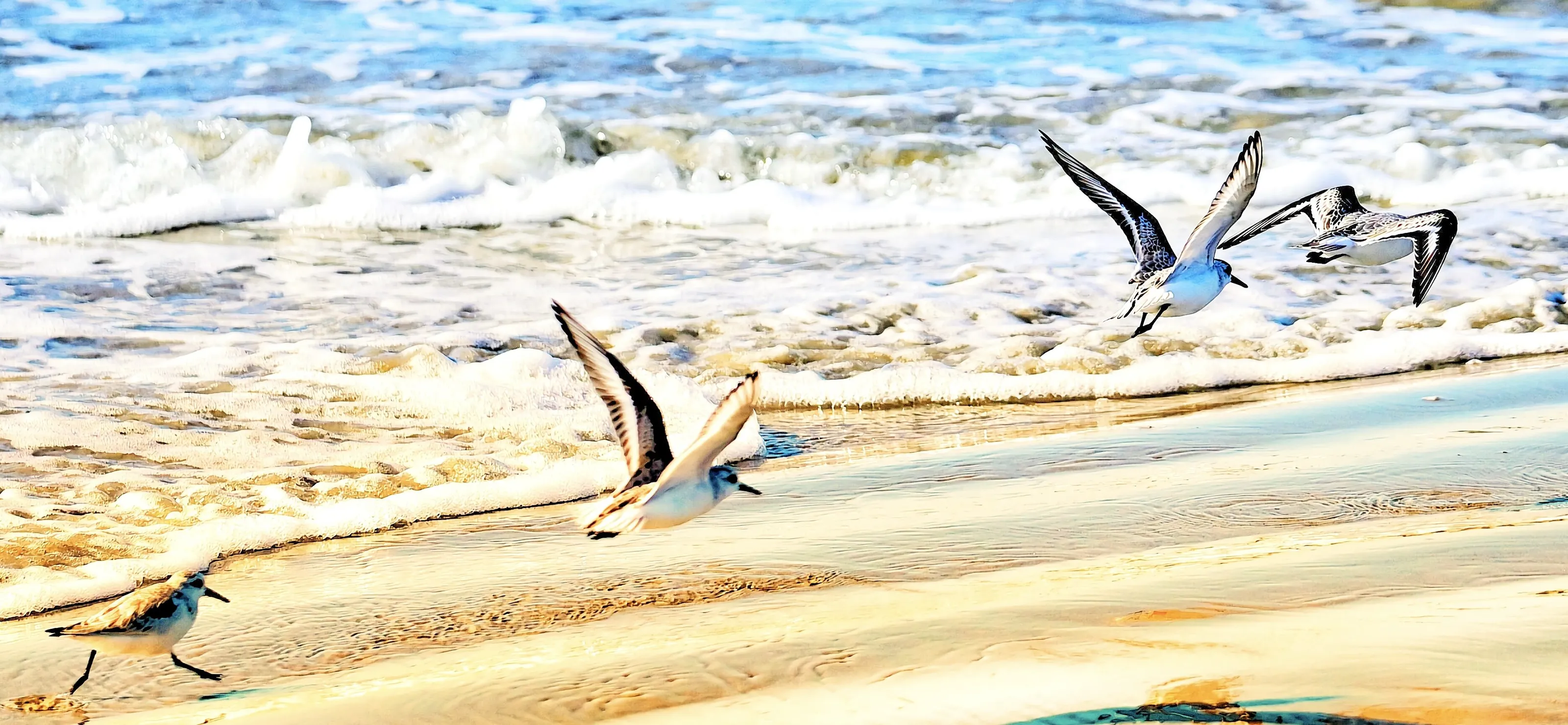 morning sanderlings