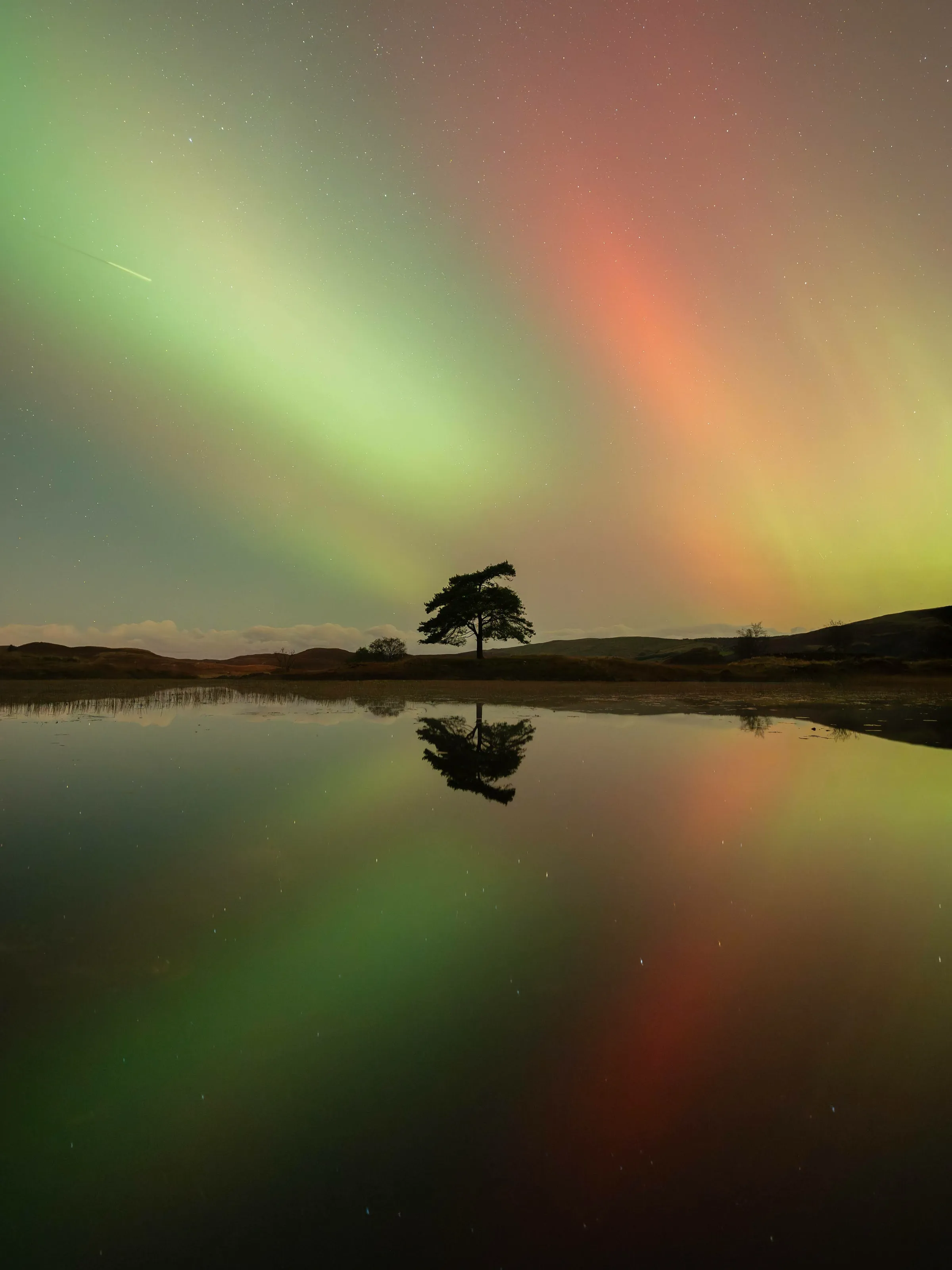 Lone tree under the Northern lights