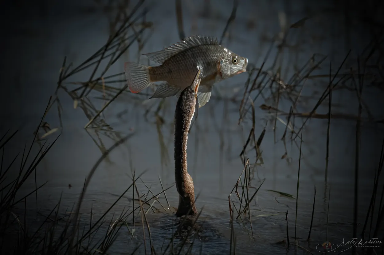 Entry 22239594