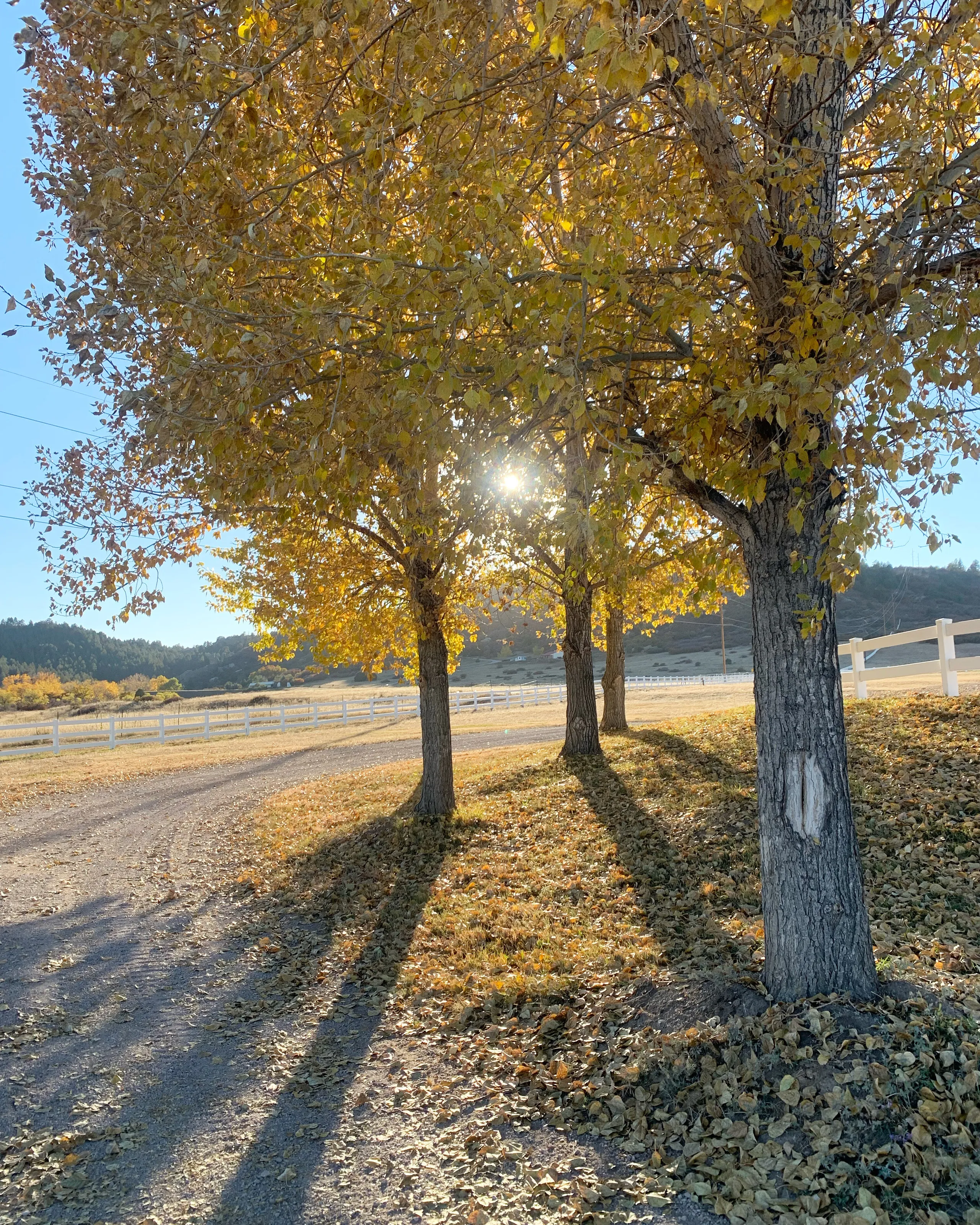 Autumn