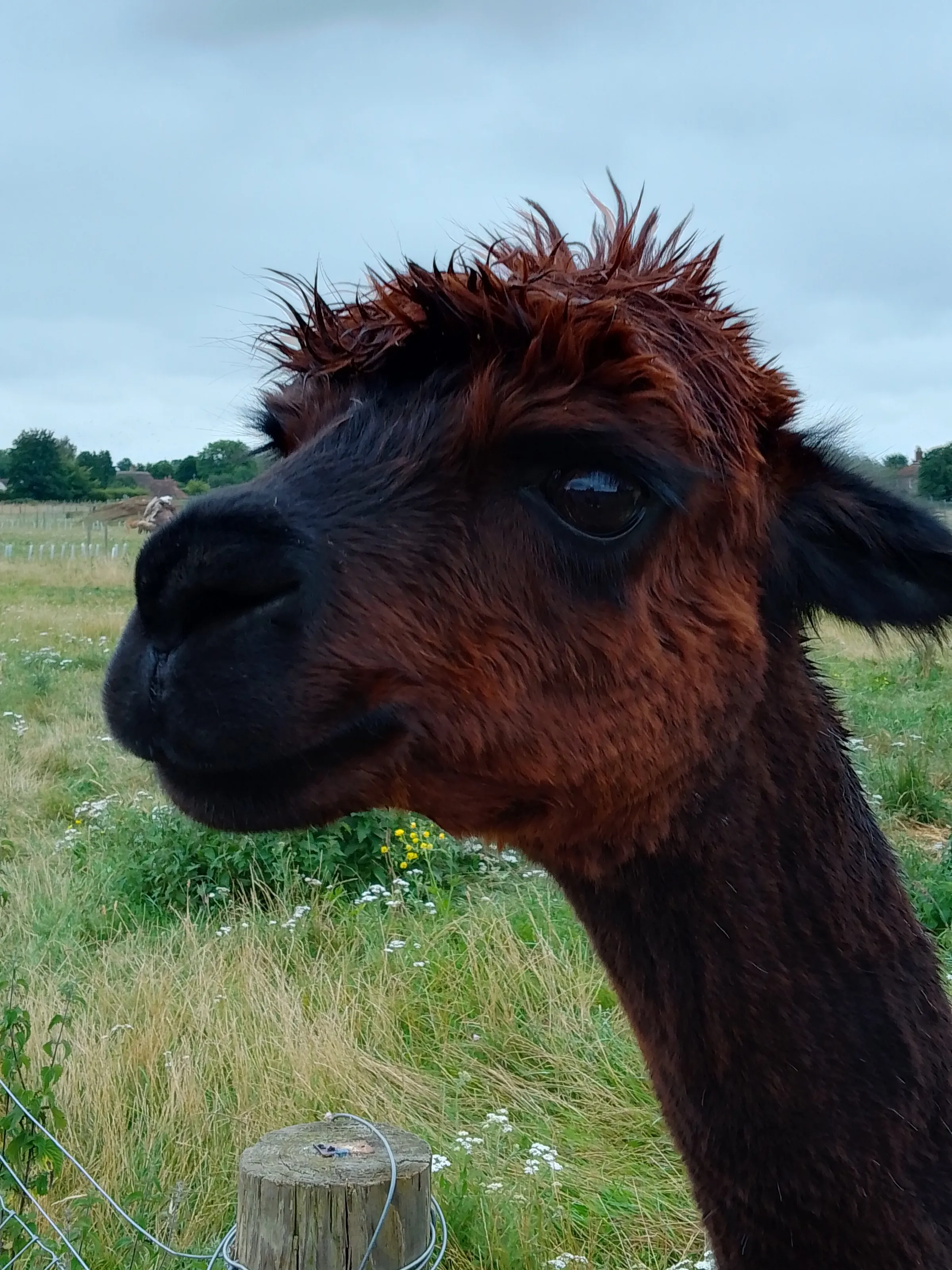 Alpaccino the Alpaca