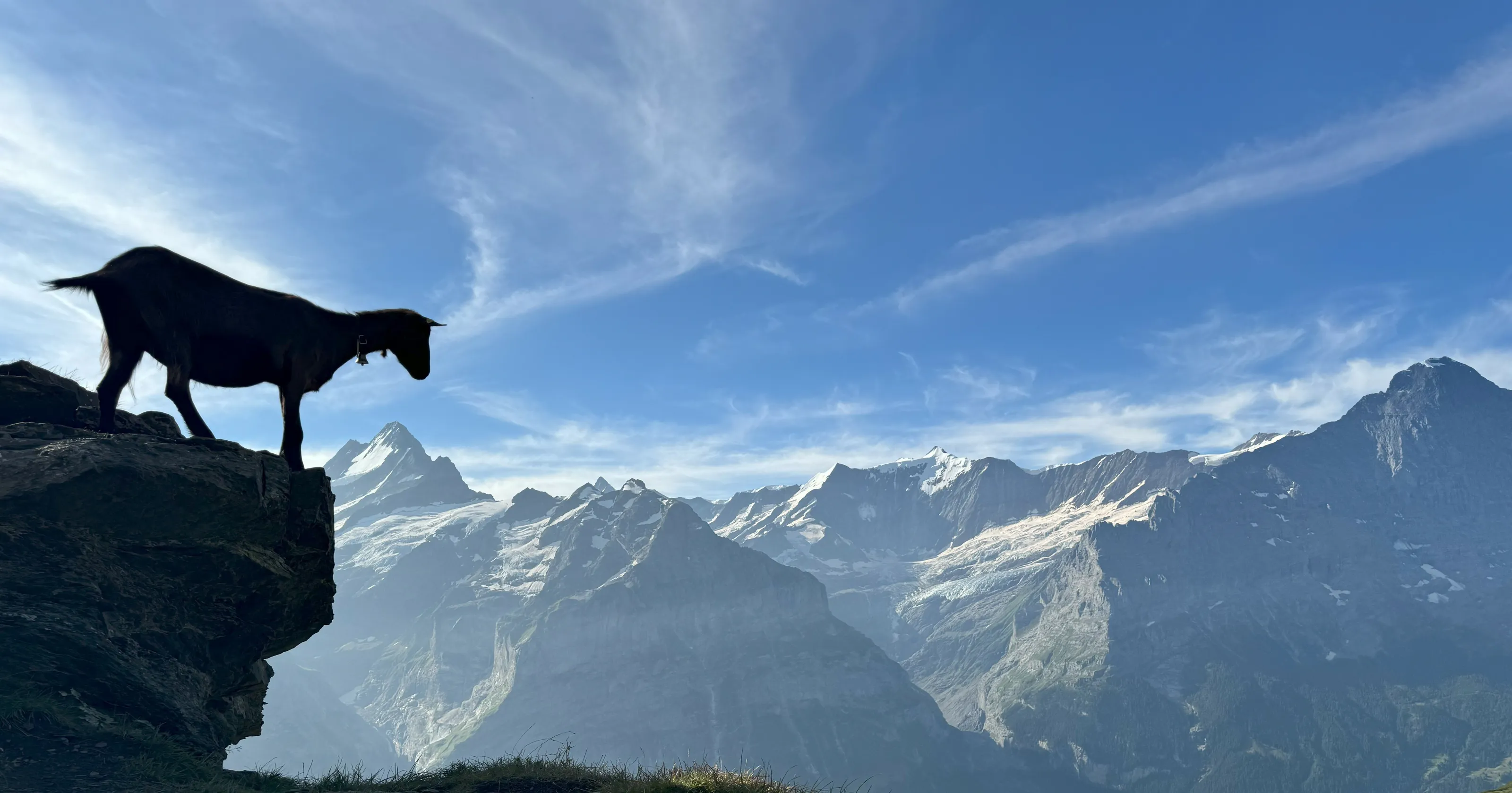 The Goats' Gaze