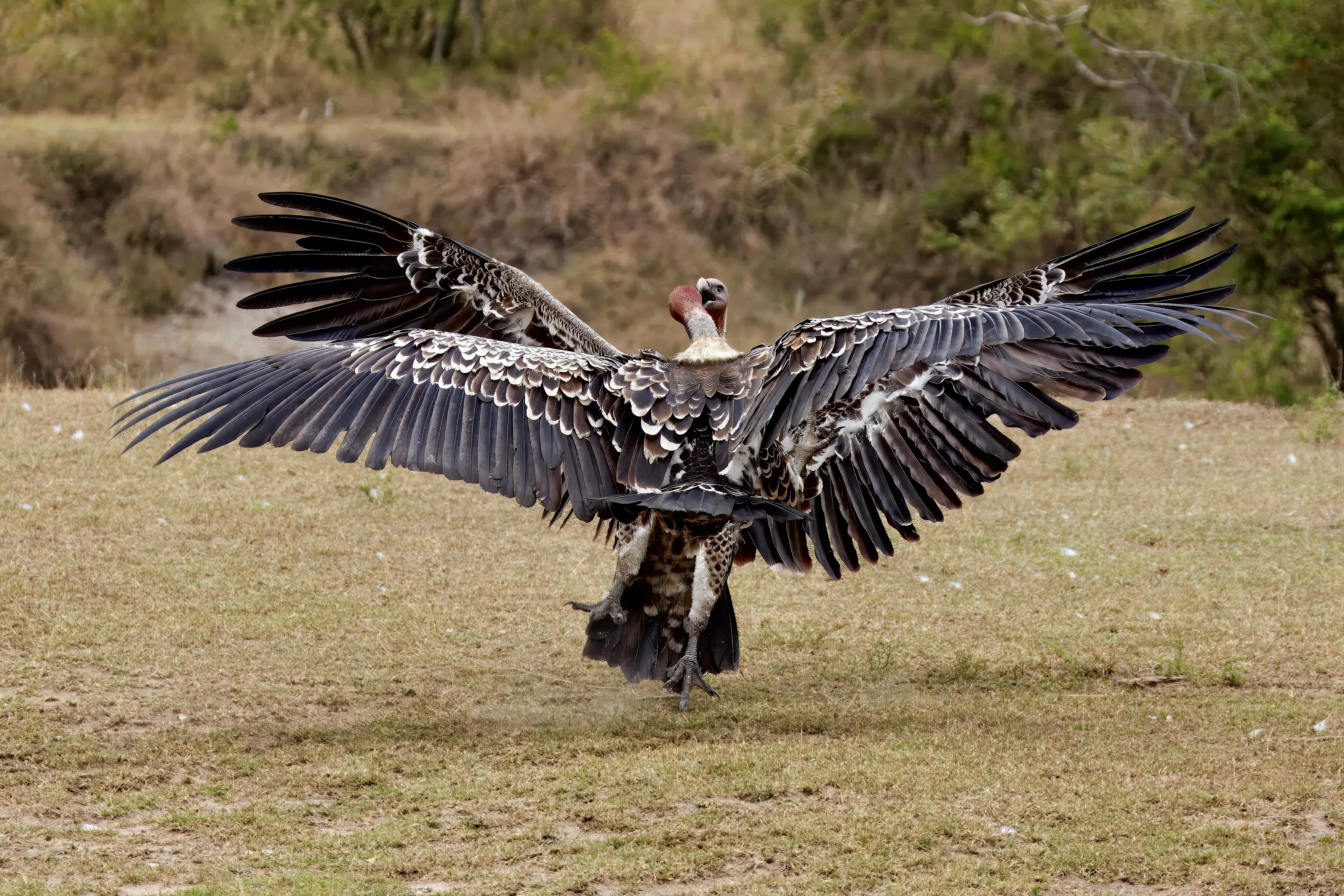 Vulture fight