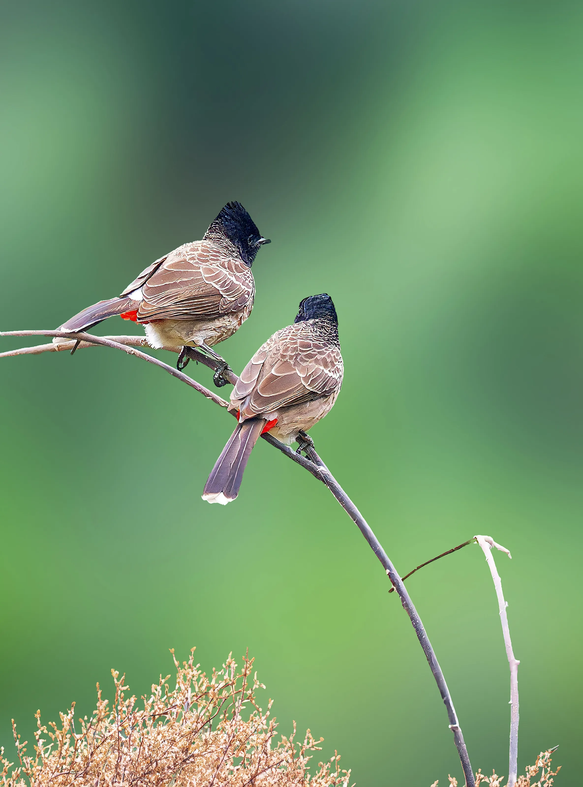 Bulbul duo on the branch