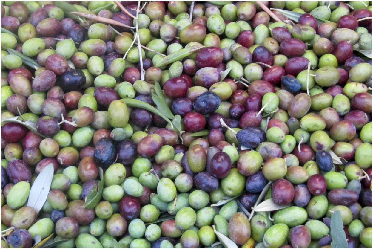 Entry 22249263