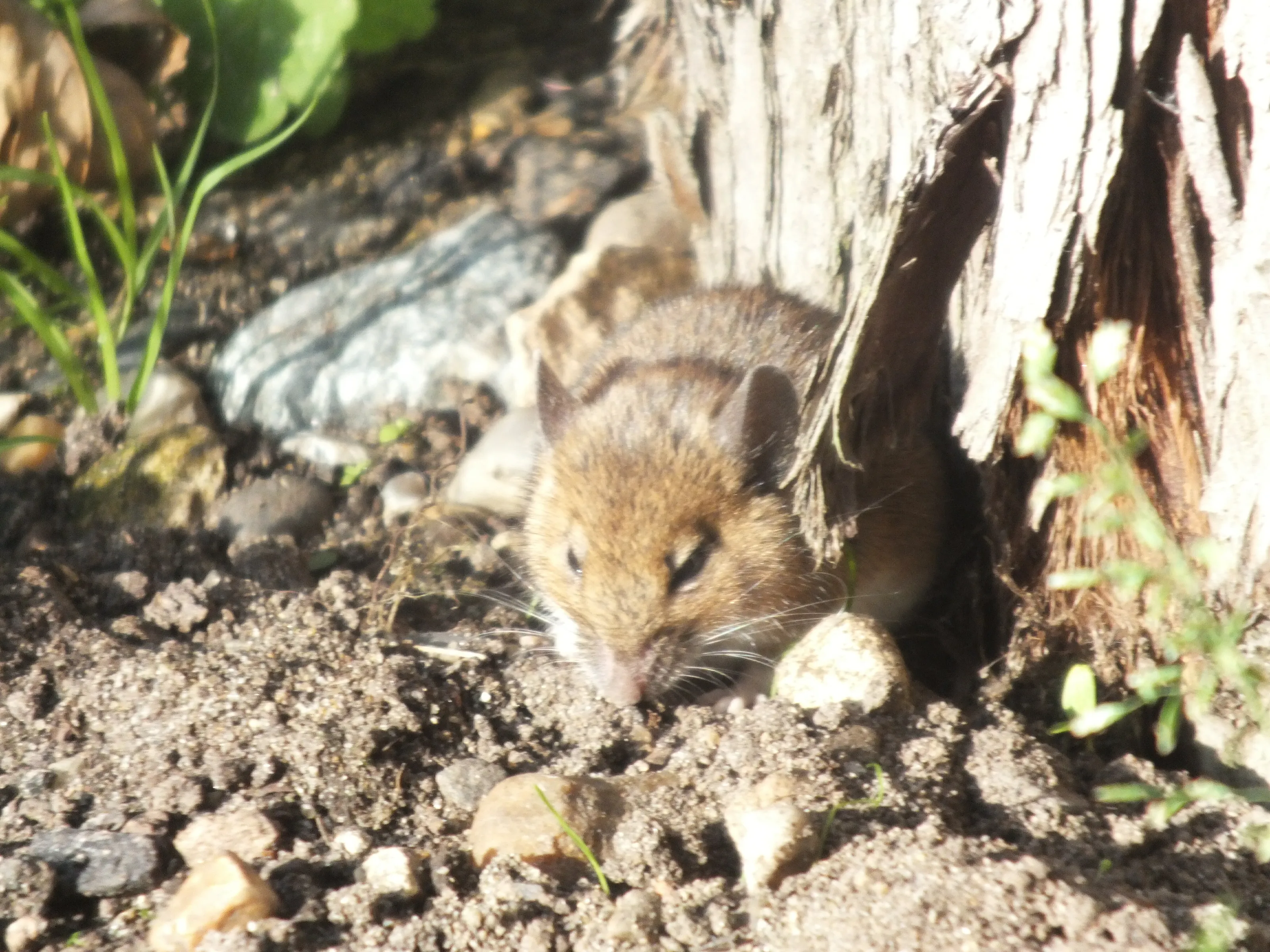 Little Scavenger