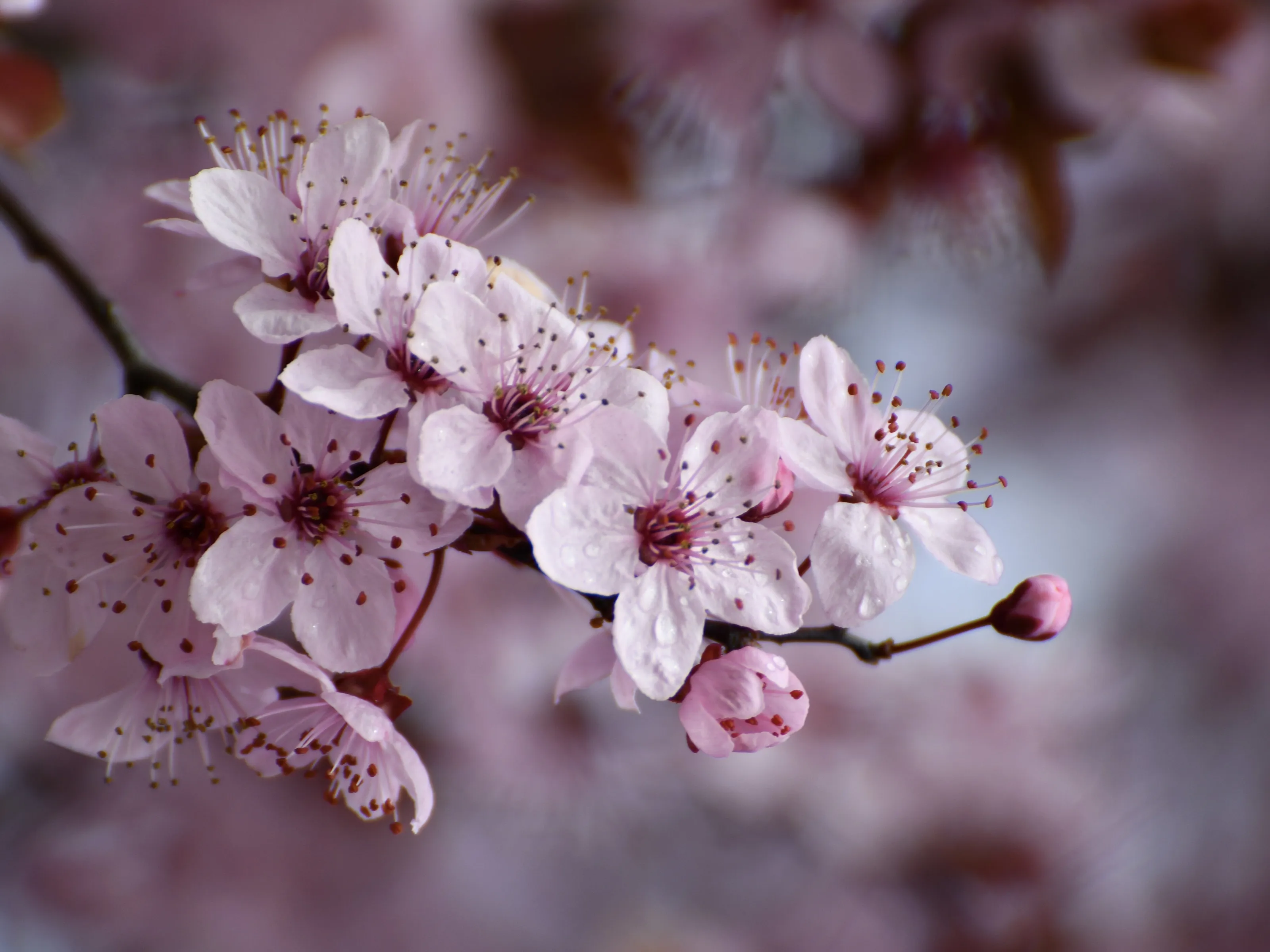 Cherry blossom with bokeh background