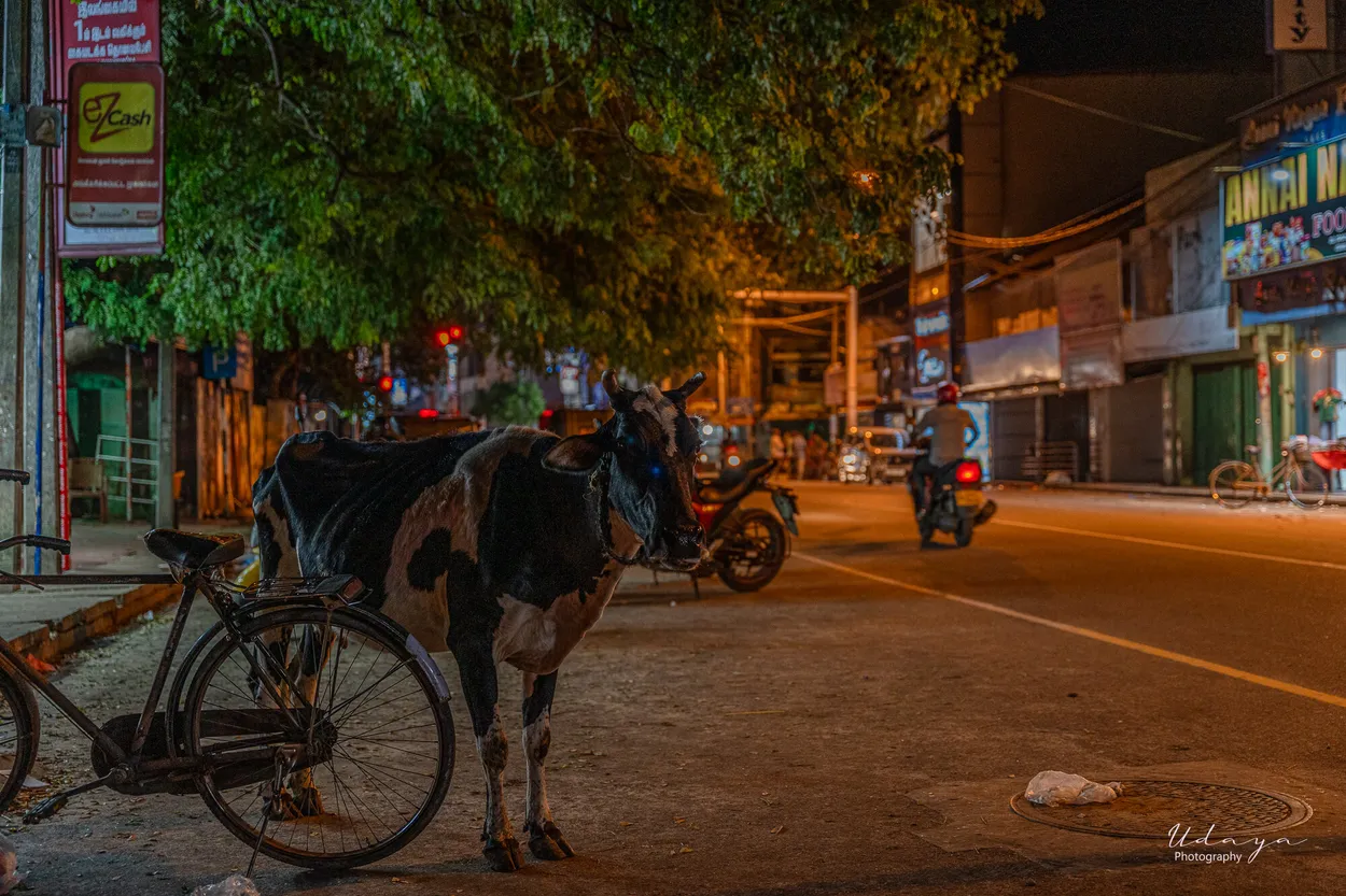Entry 22262820