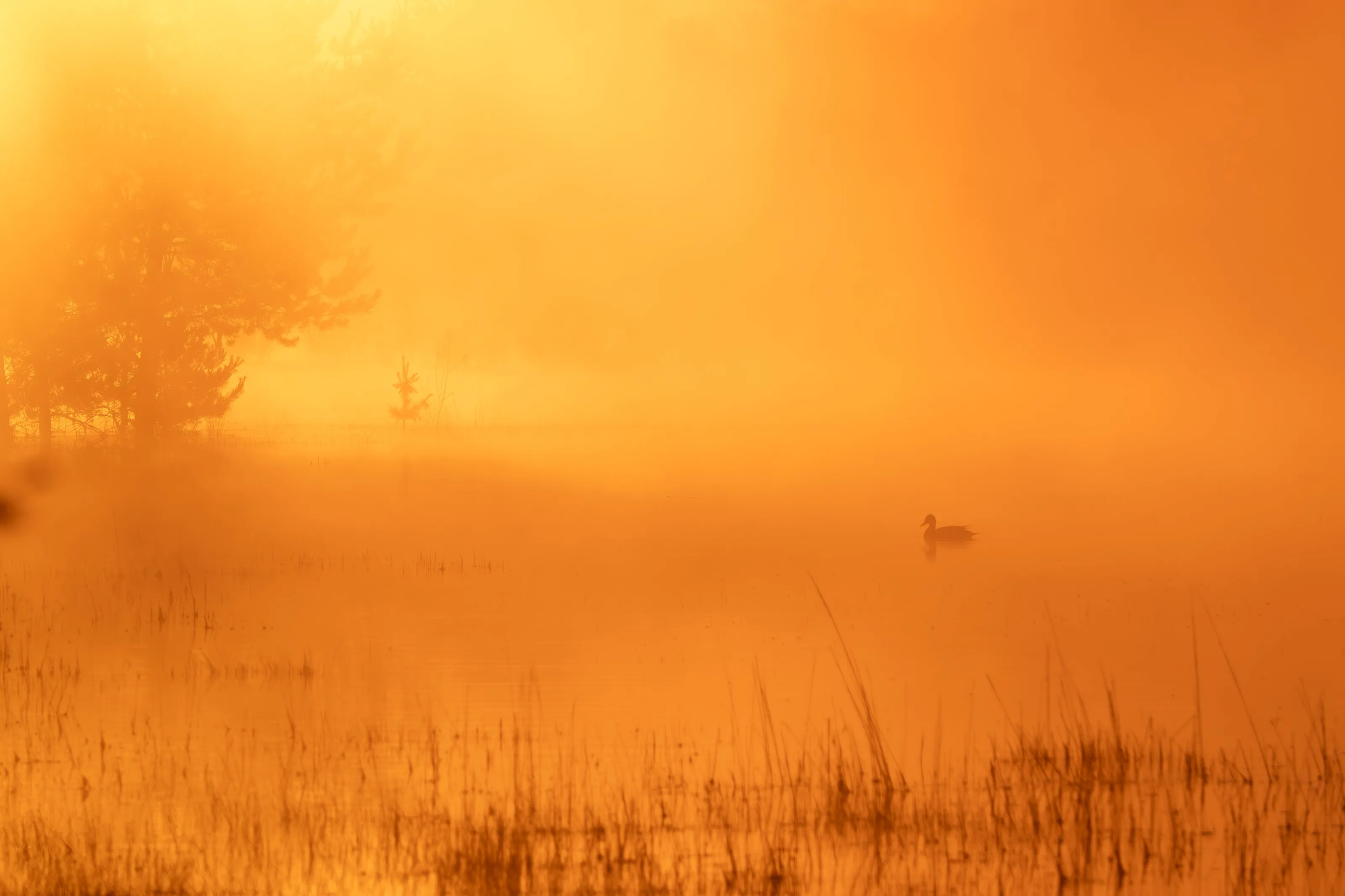 Sunrise