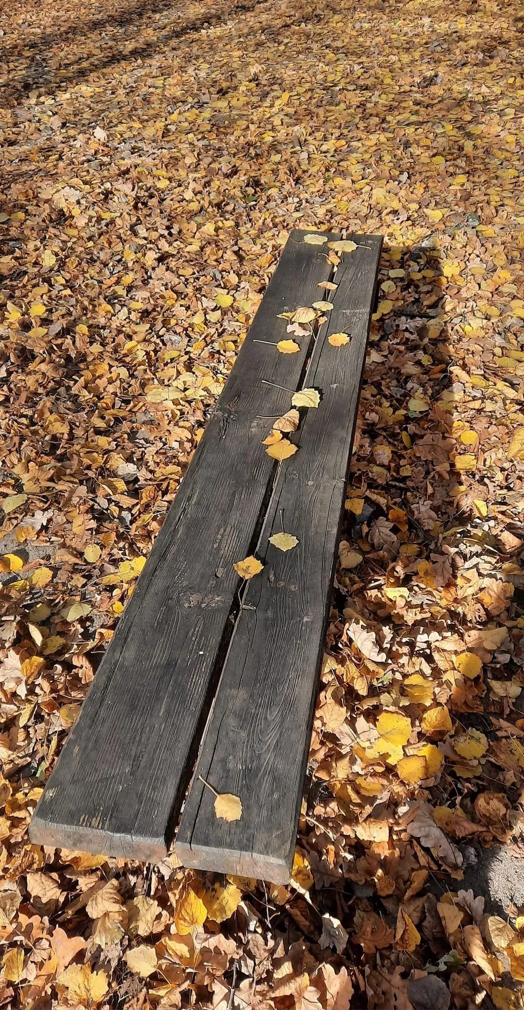 Bench in forest