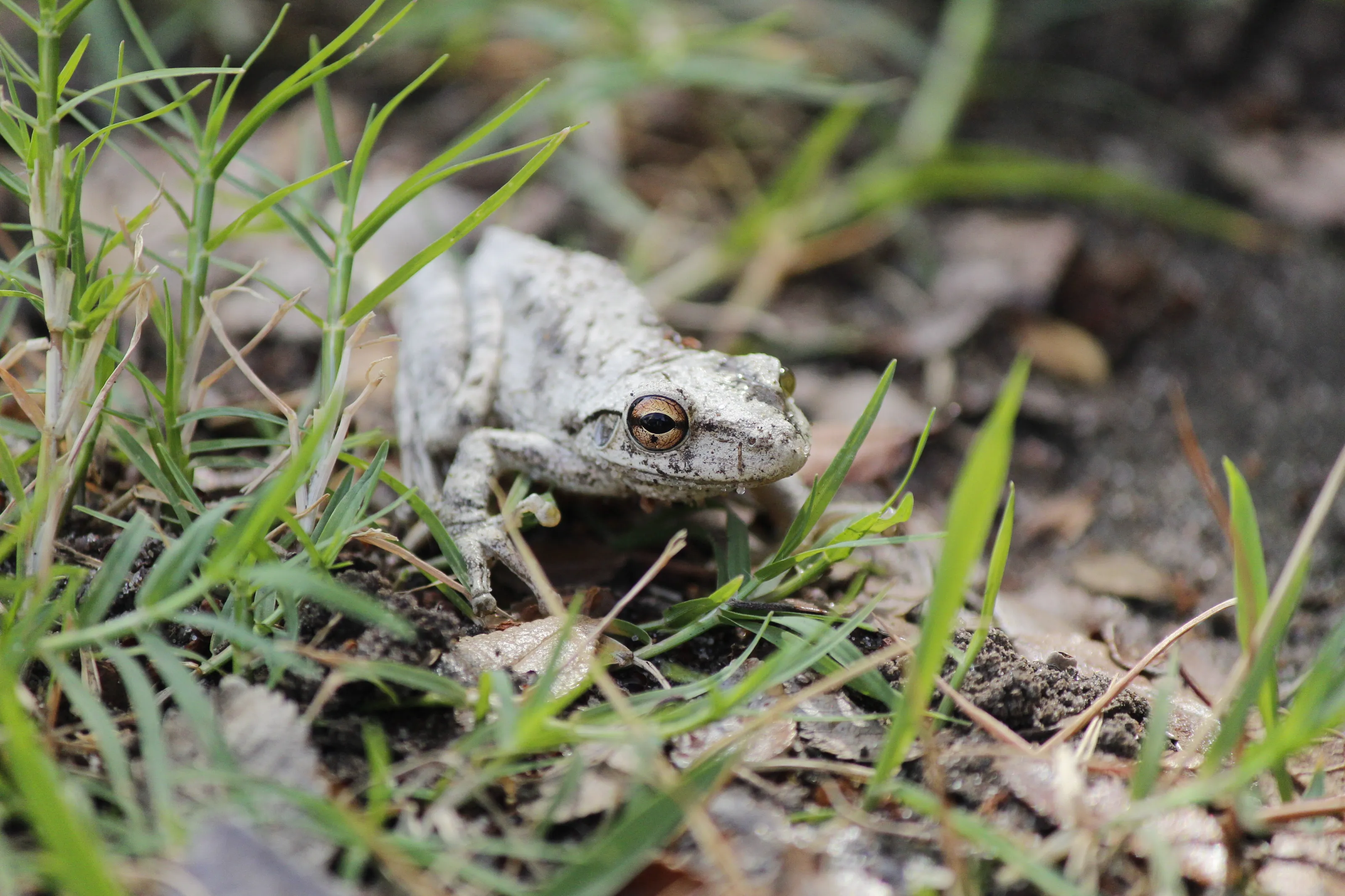 The albino Frog(Focused)