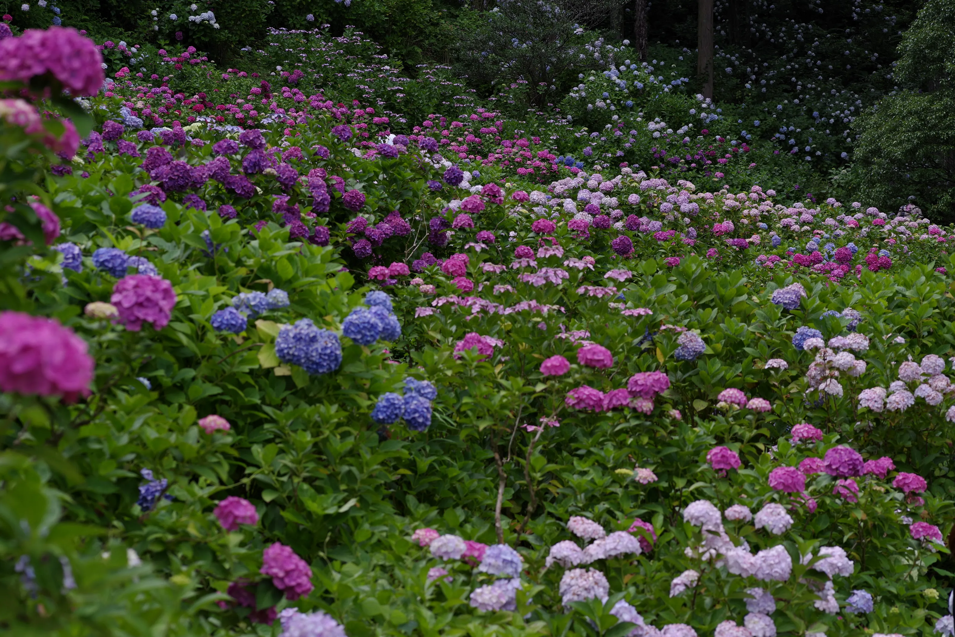 The Hydrangea Garden