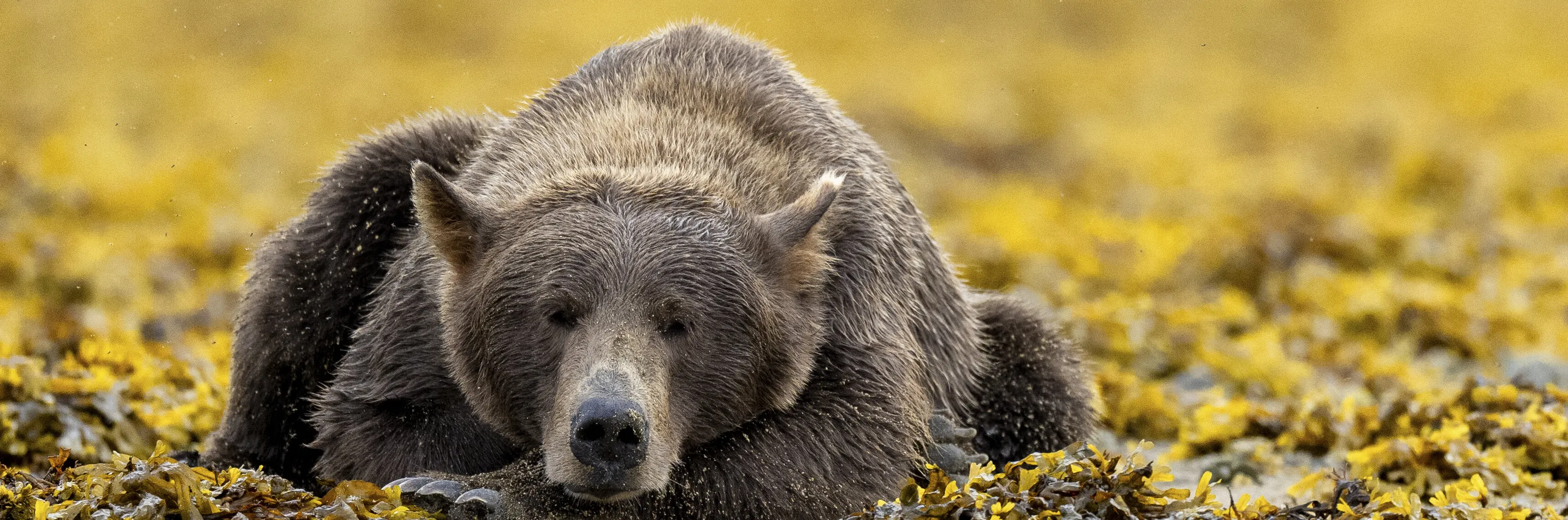 Brown Bear Chill Cover